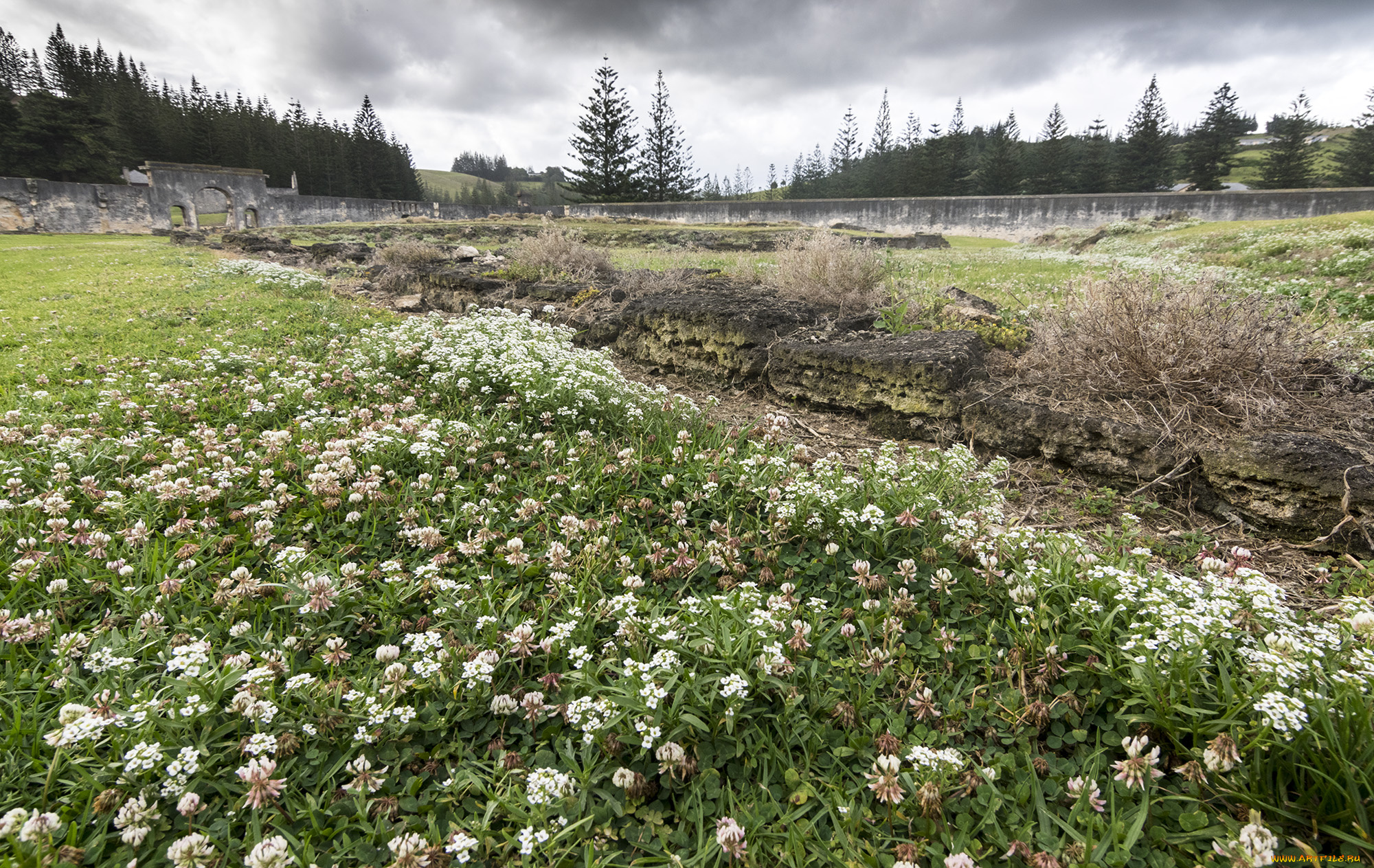 природа, реки, озера, лес, река