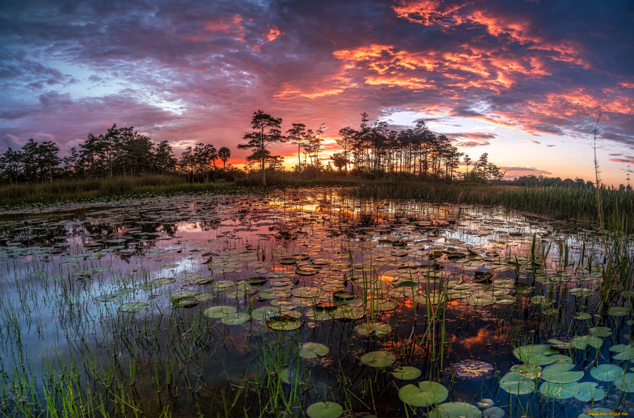 природа, реки, озера, река, лес