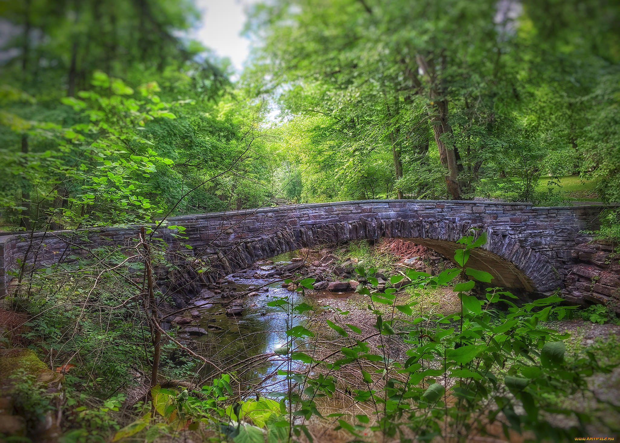 природа, реки, озера, река, лес