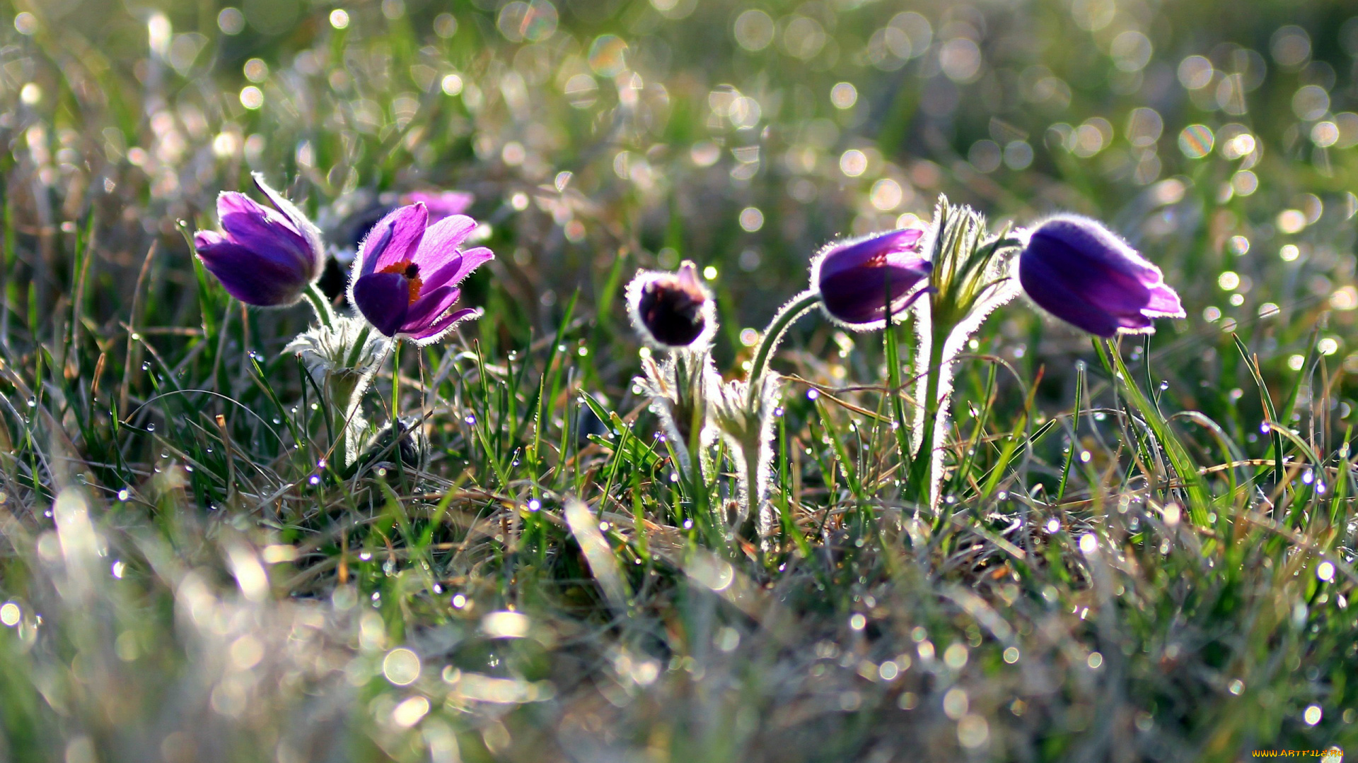 цветы, анемоны, , сон-трава, первоцвет, лиловый, сон-трава