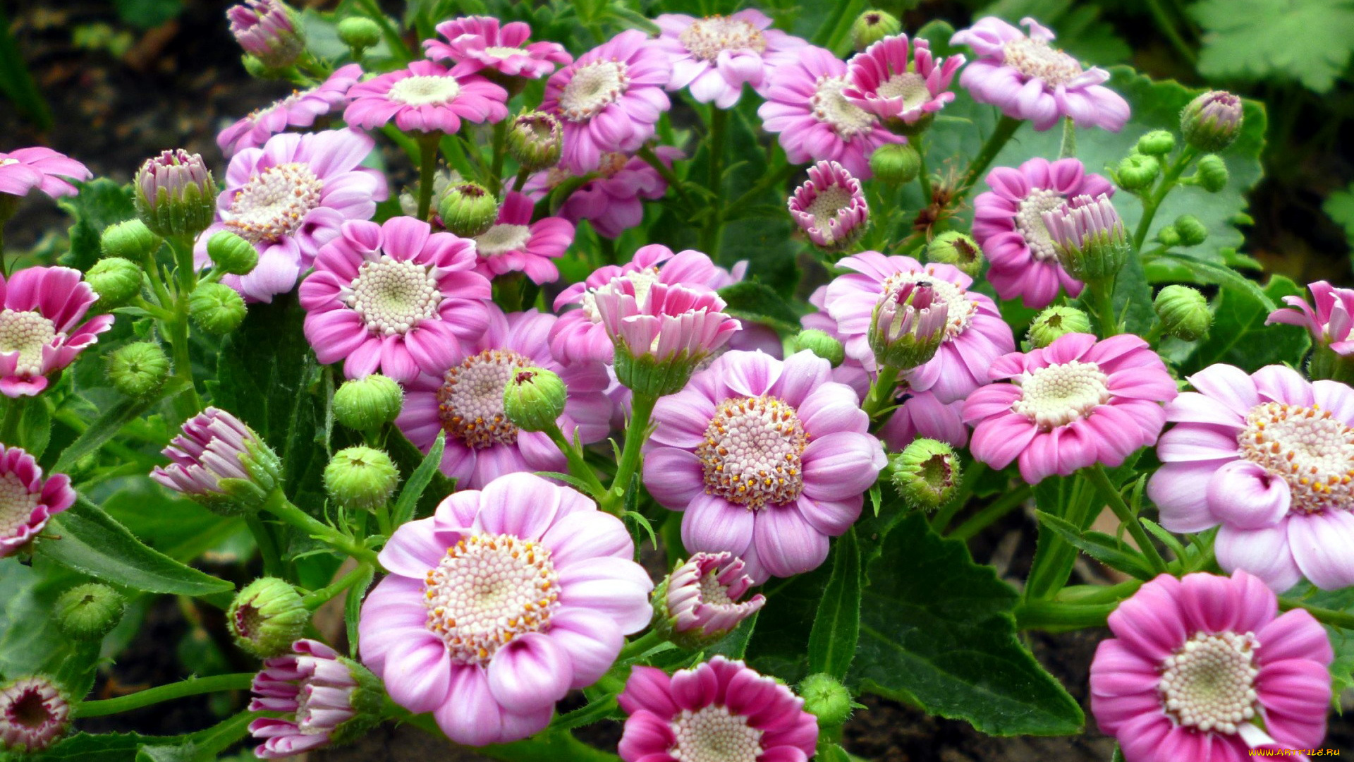 цветы, цинерария, розовый