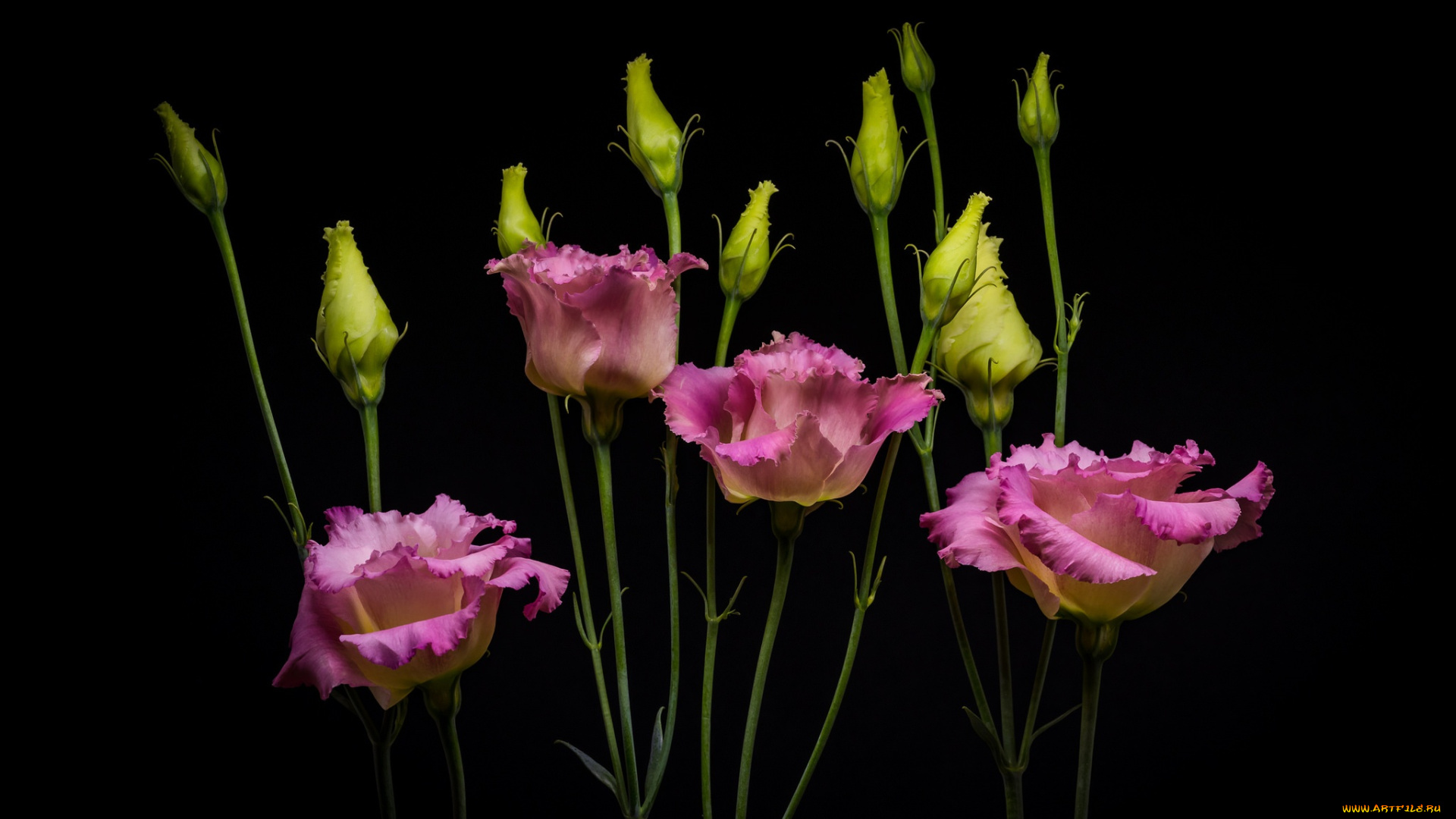 цветы, эустома, eustoma, букет