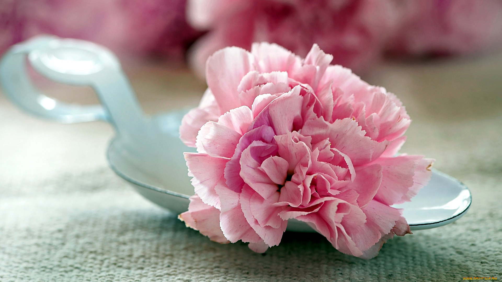 цветы, гвоздики, розовый