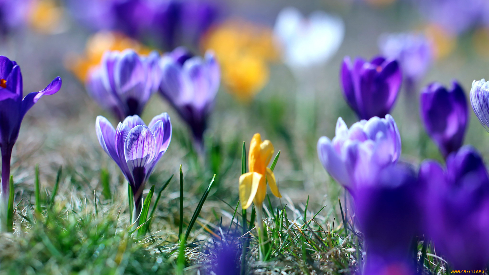 цветы, крокусы, первоцветы