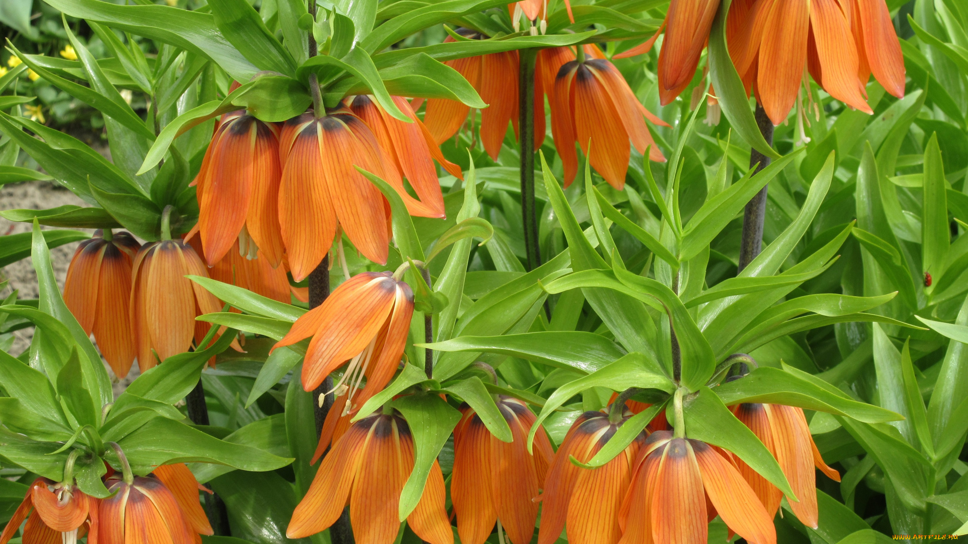 цветы, лилии, , лилейники, апрель, весна, 2018