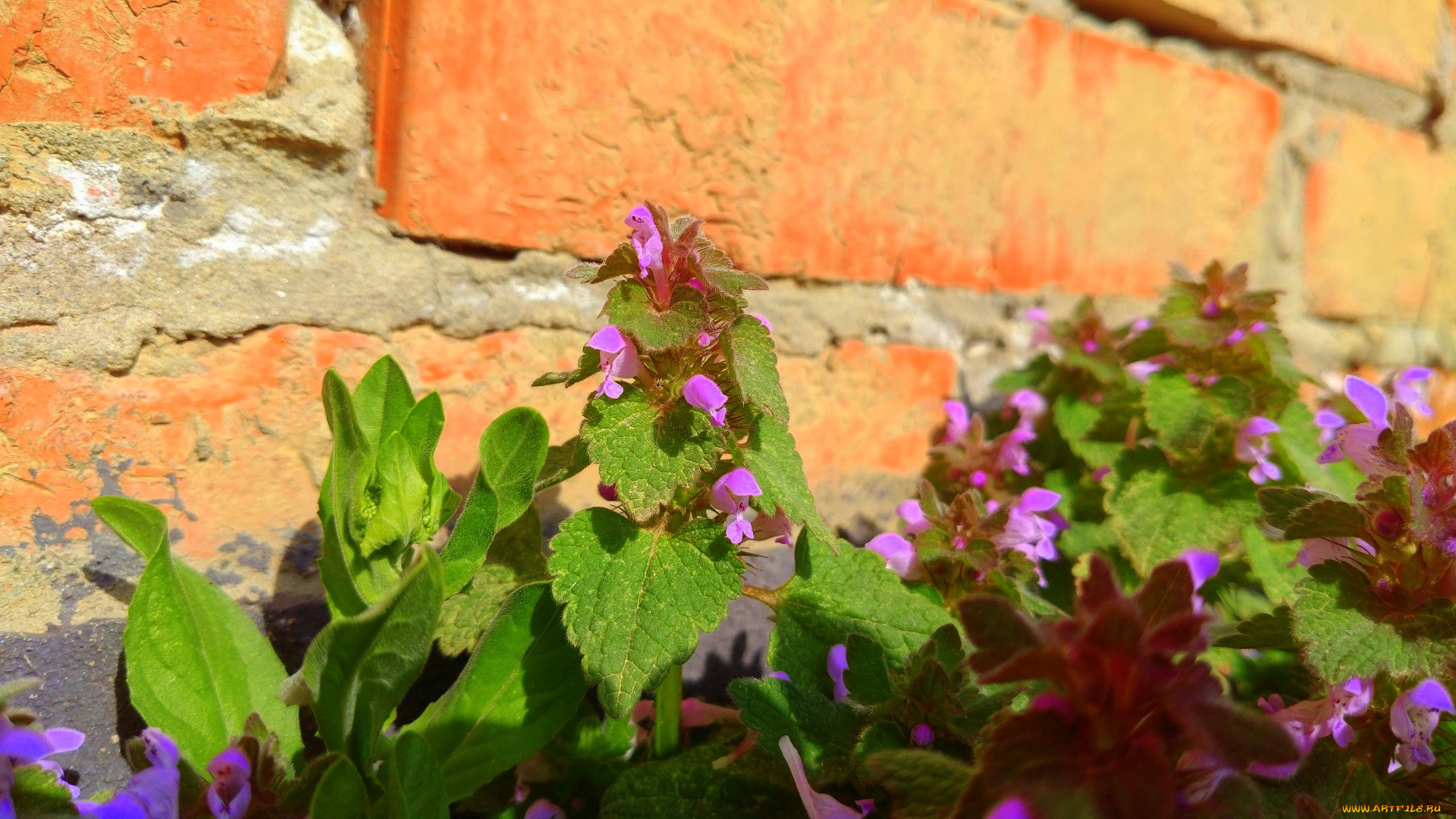 цветы, луговые, , полевые, , цветы, апрель, весна, 2018