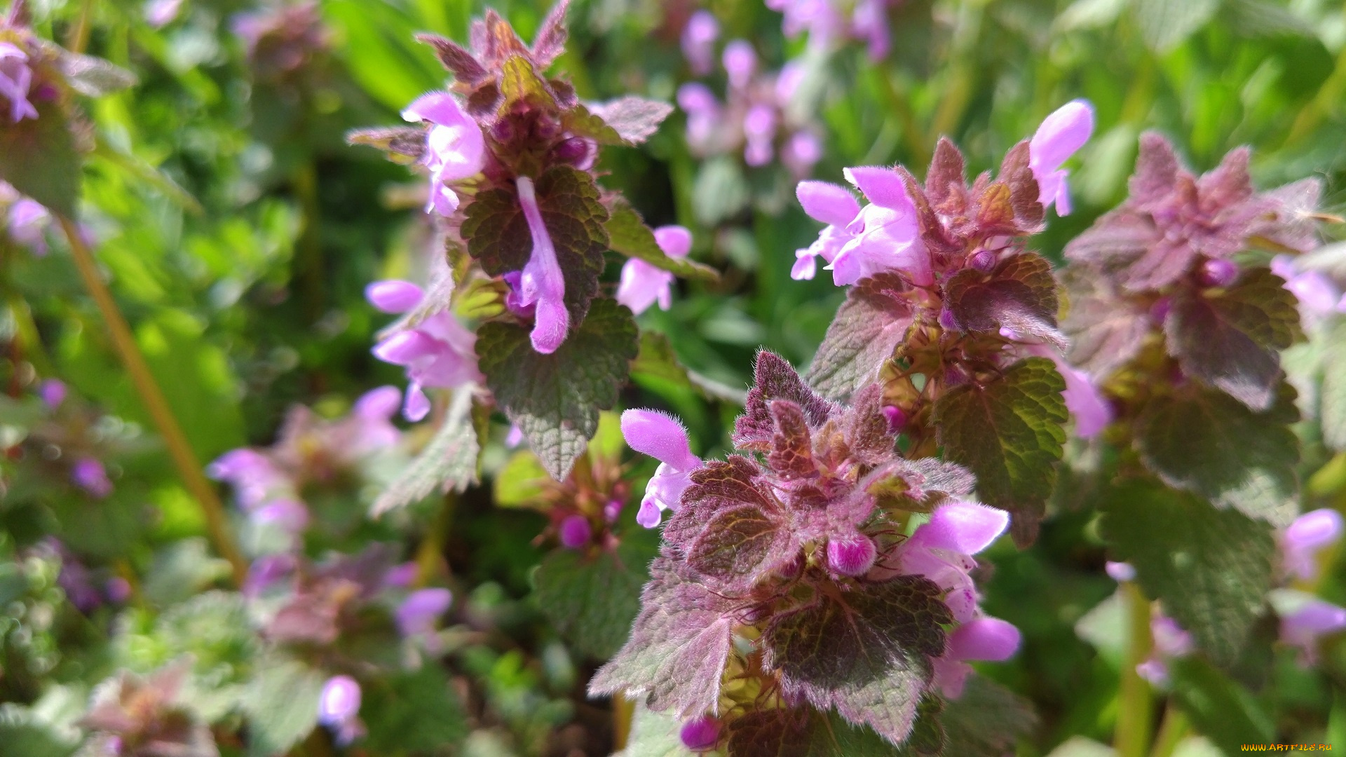 цветы, луговые, , полевые, , цветы, апрель, весна, 2018