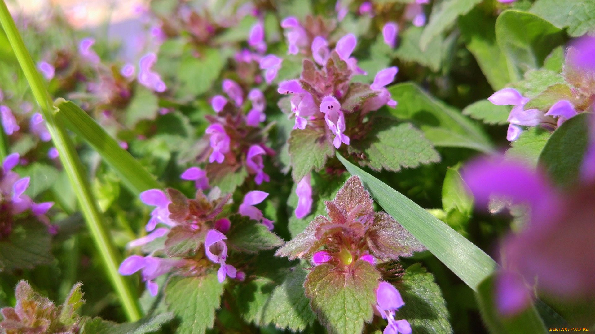 цветы, луговые, , полевые, , цветы, апрель, весна, 2018