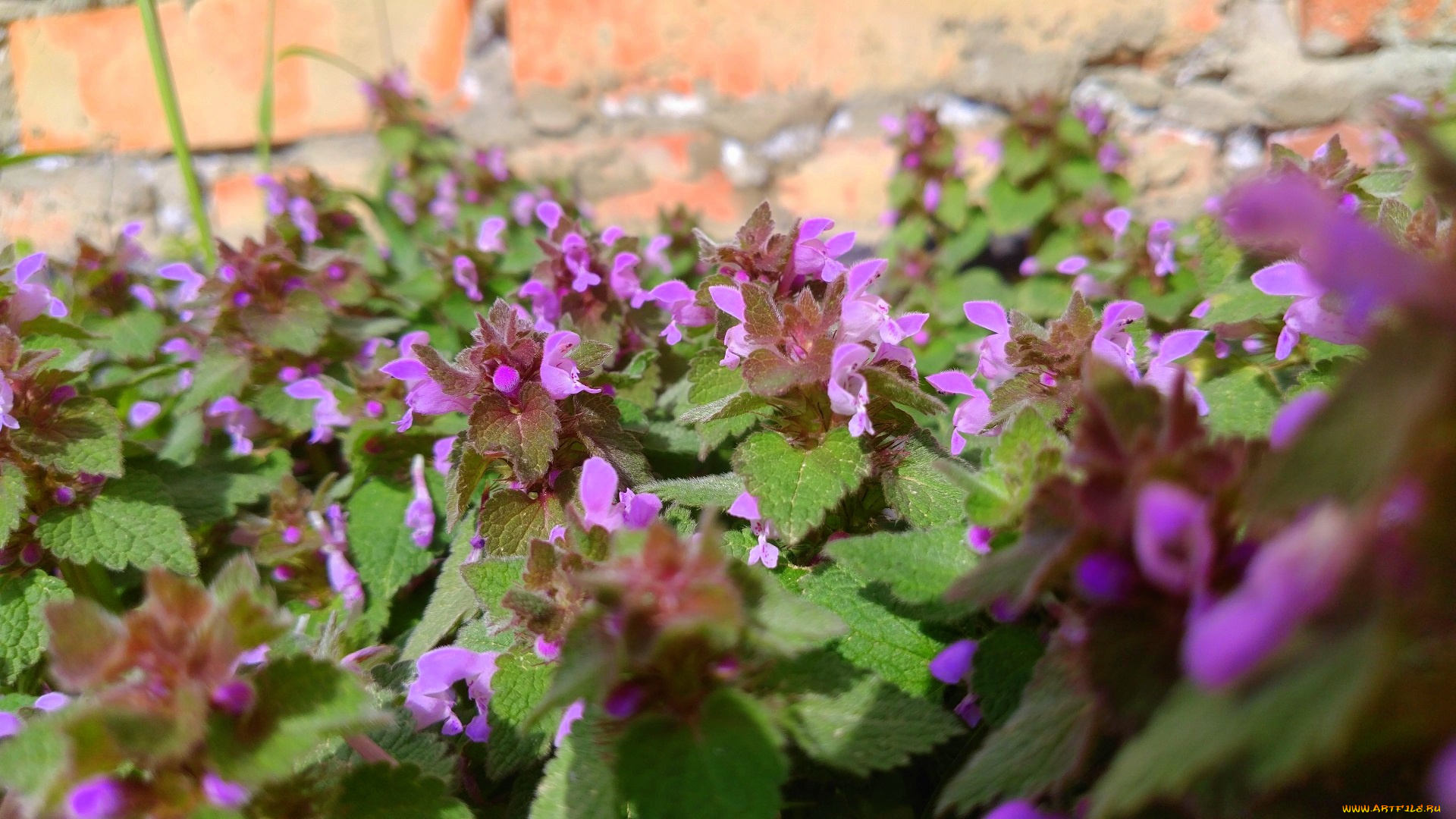 цветы, луговые, , полевые, , цветы, весна, 2018, апрель