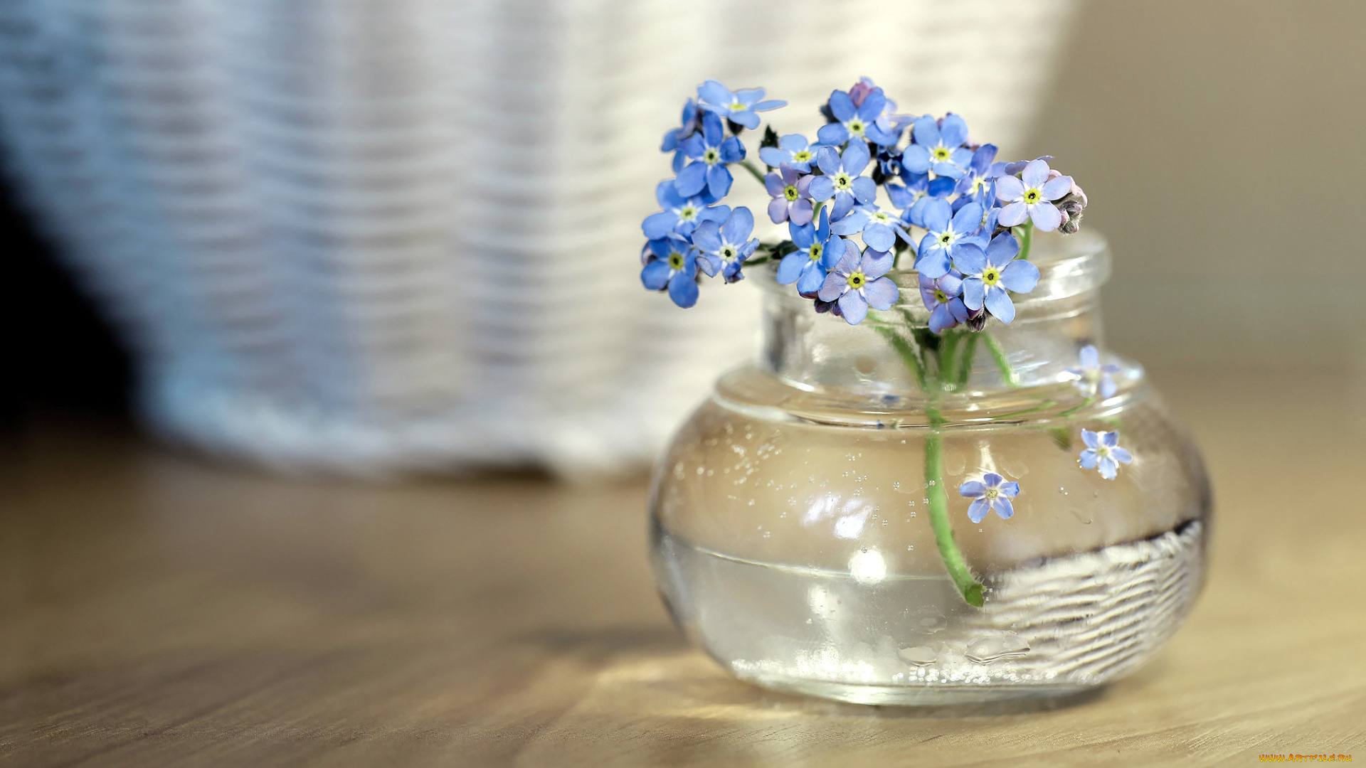 цветы, незабудки, голубой