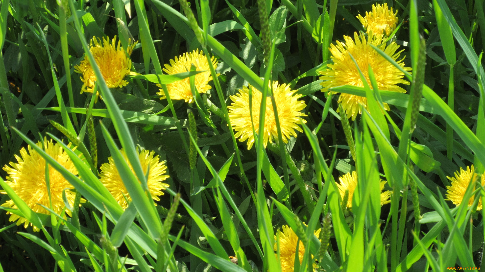 цветы, одуванчики, апрель, весна, 2018