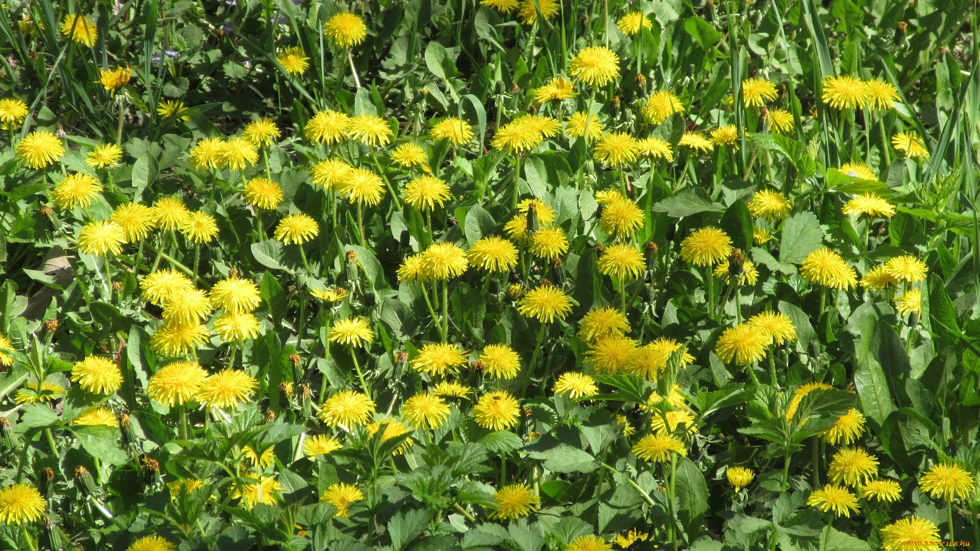 цветы, одуванчики, апрель, весна, 2018