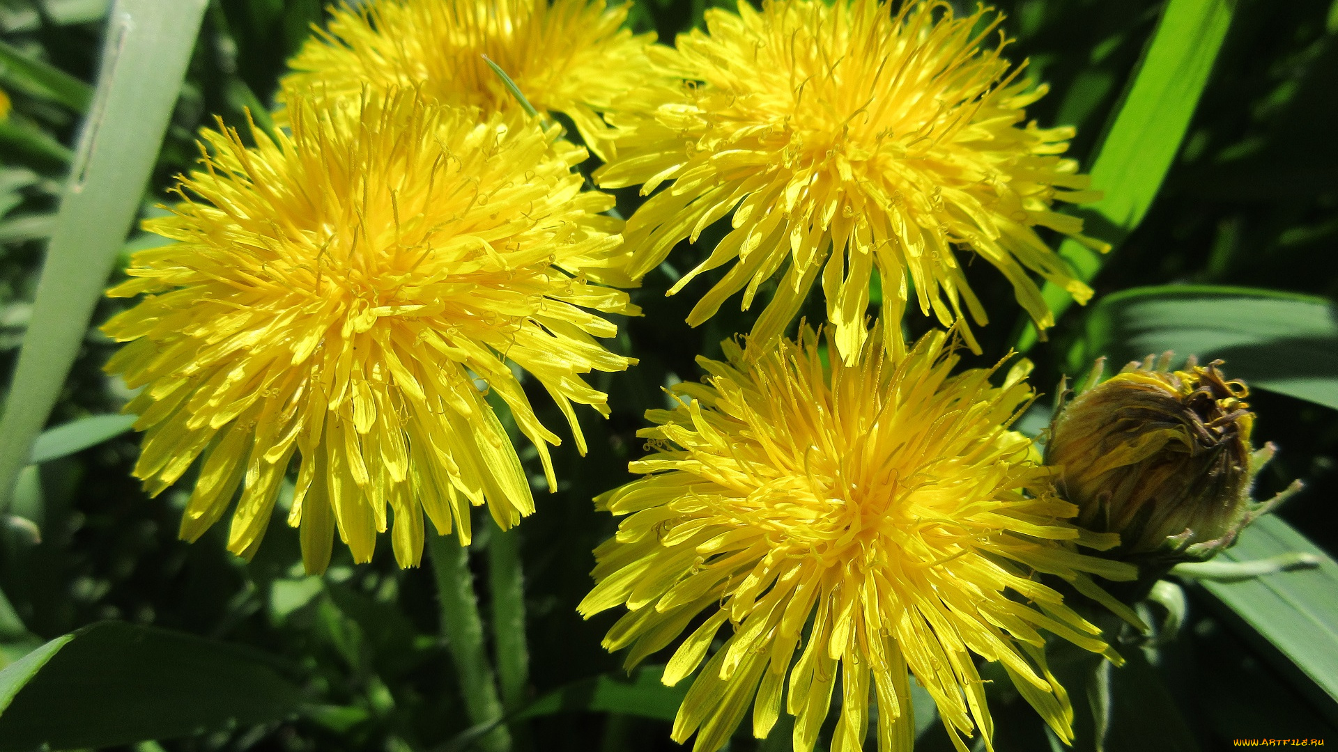 цветы, одуванчики, апрель, весна, 2018