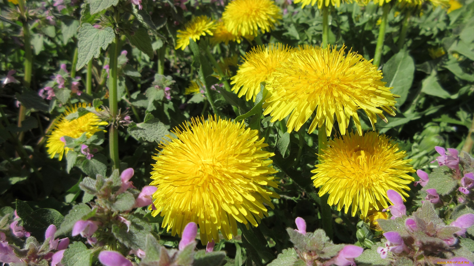 цветы, одуванчики, апрель, весна, 2018