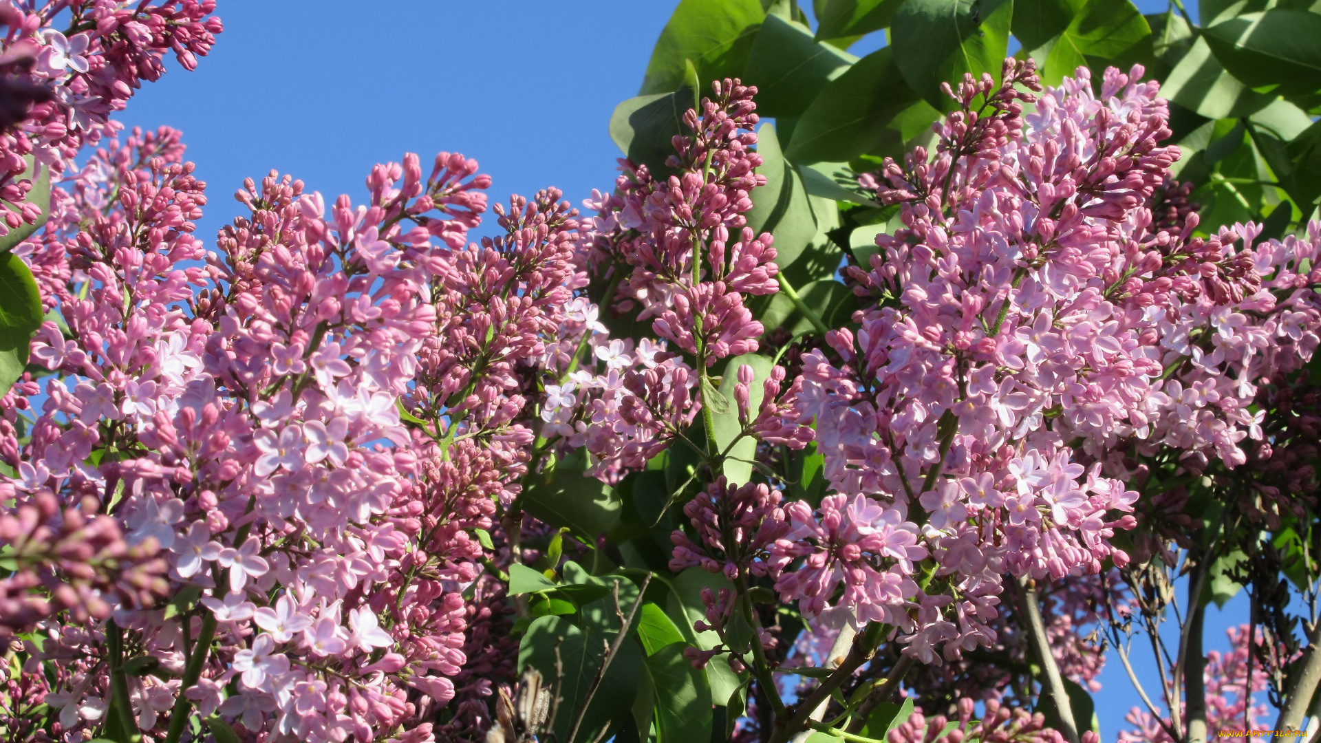 цветы, сирень, весна, 2018