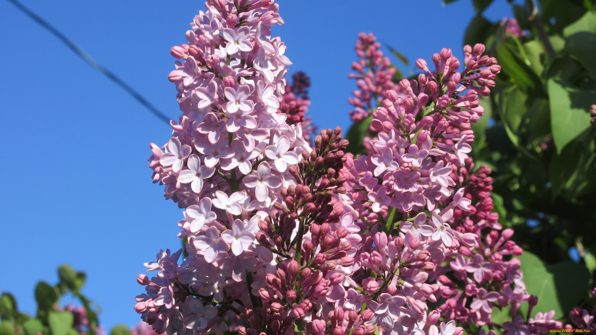 цветы, сирень, весна, 2018