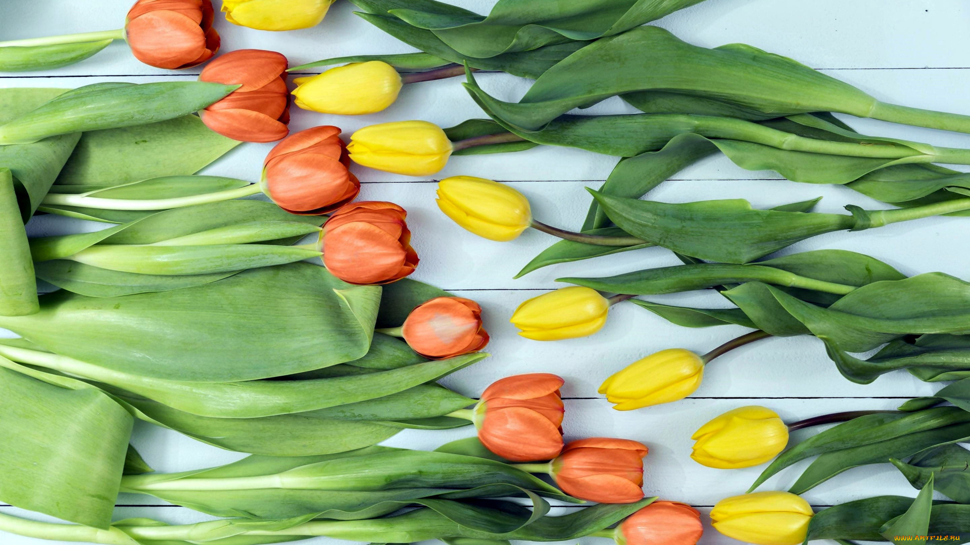 цветы, тюльпаны, бутоны