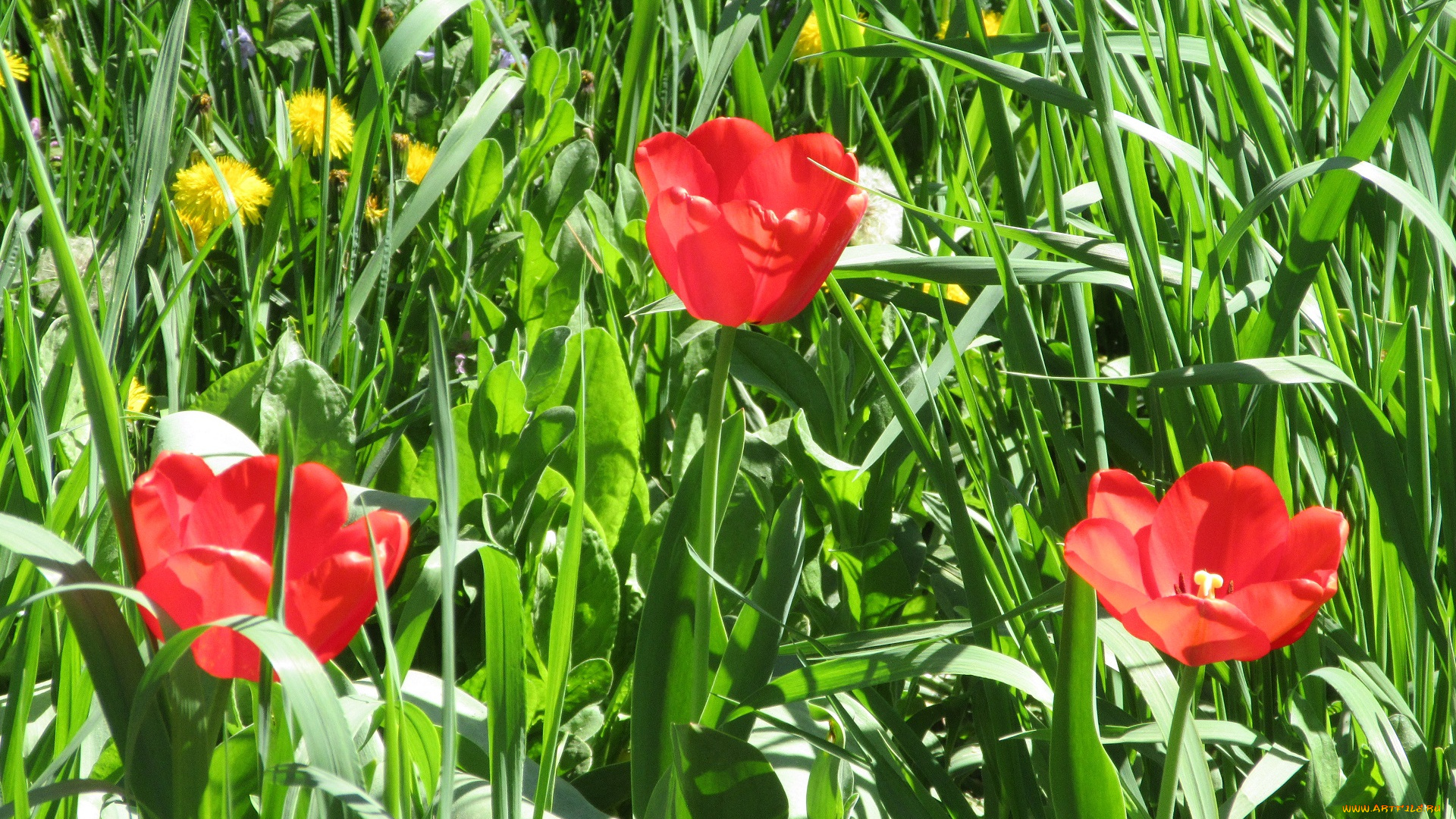 цветы, тюльпаны, весна, 2018, апрель