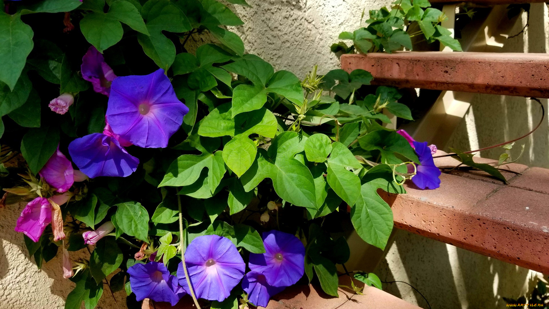 цветы, вьюнки, , ипомеи, синий