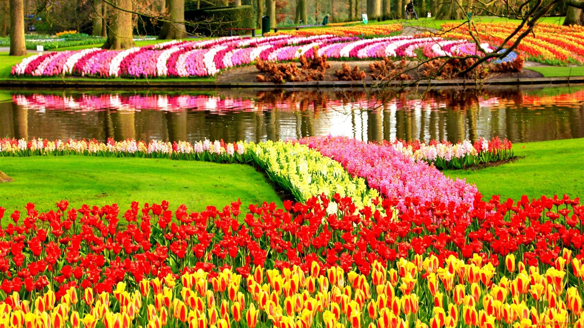 keukenhof, flower, garden, netherland, природа, парк, keukenhof, flower, garden