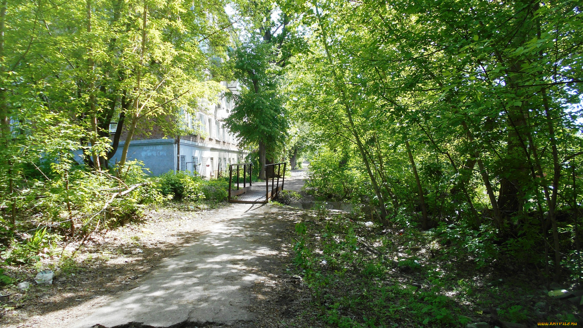 природа, лес, деревья