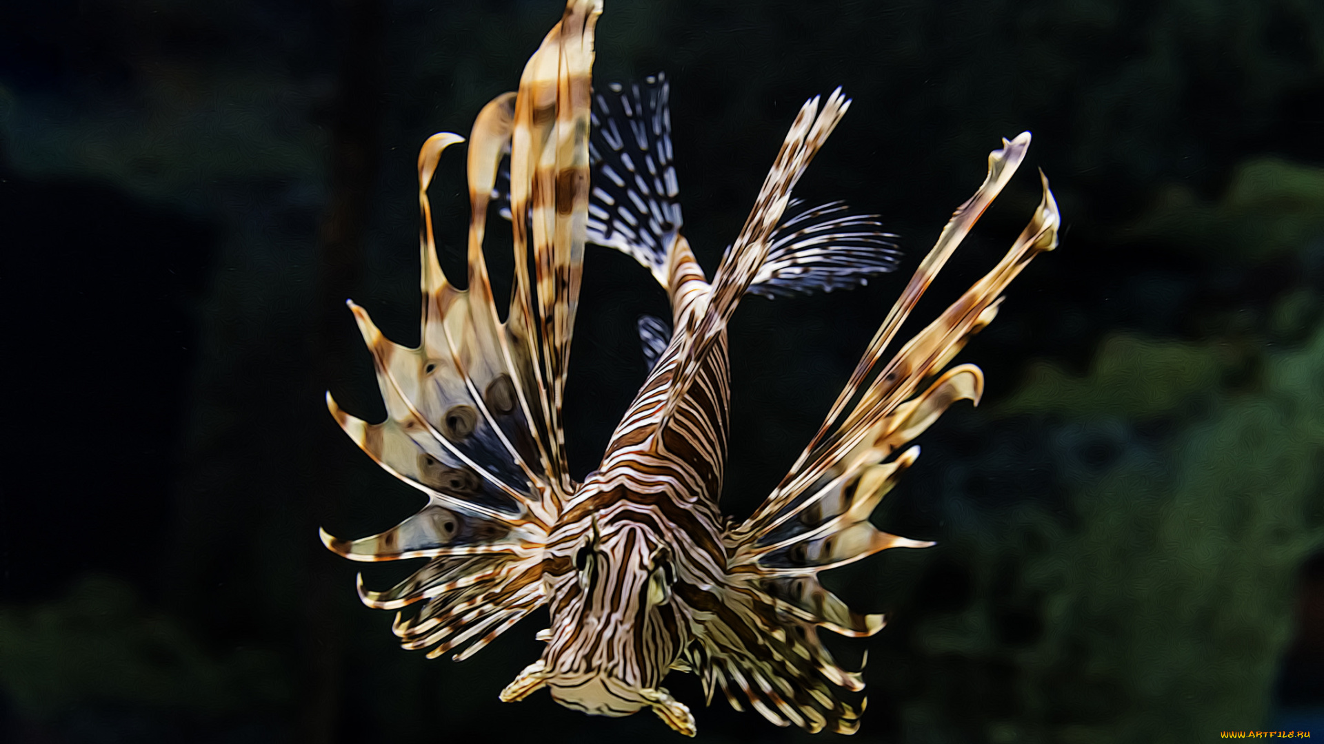 разное, компьютерный, дизайн, океан