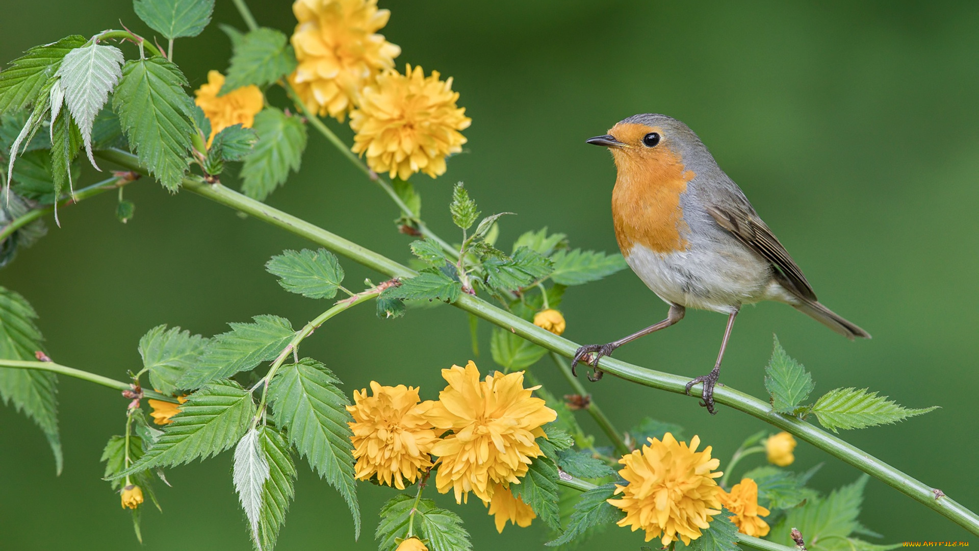 животные, птицы, ветка, цветки, фон, птица, зарянка, керрия, японская
