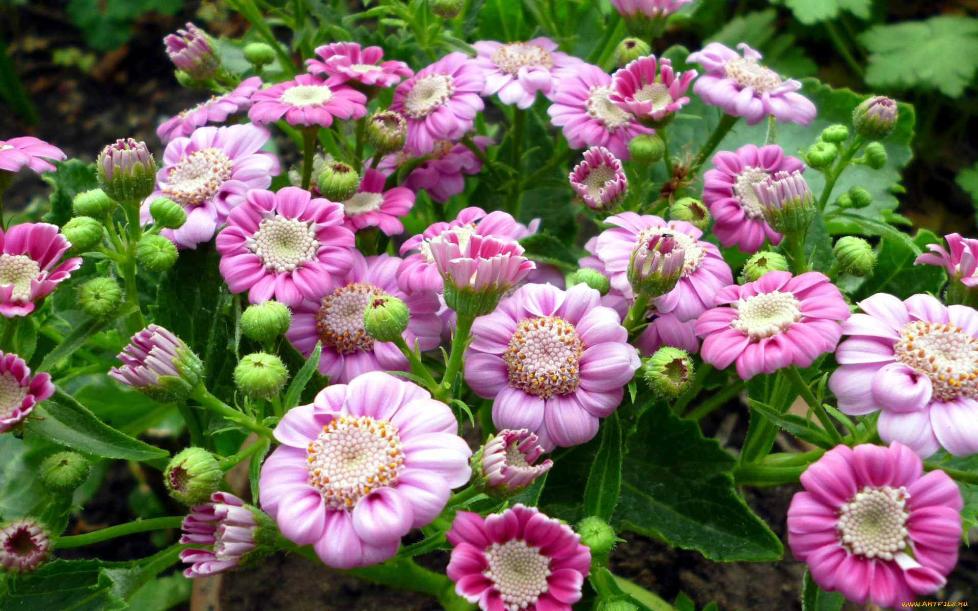 цветы, цинерария, розовый