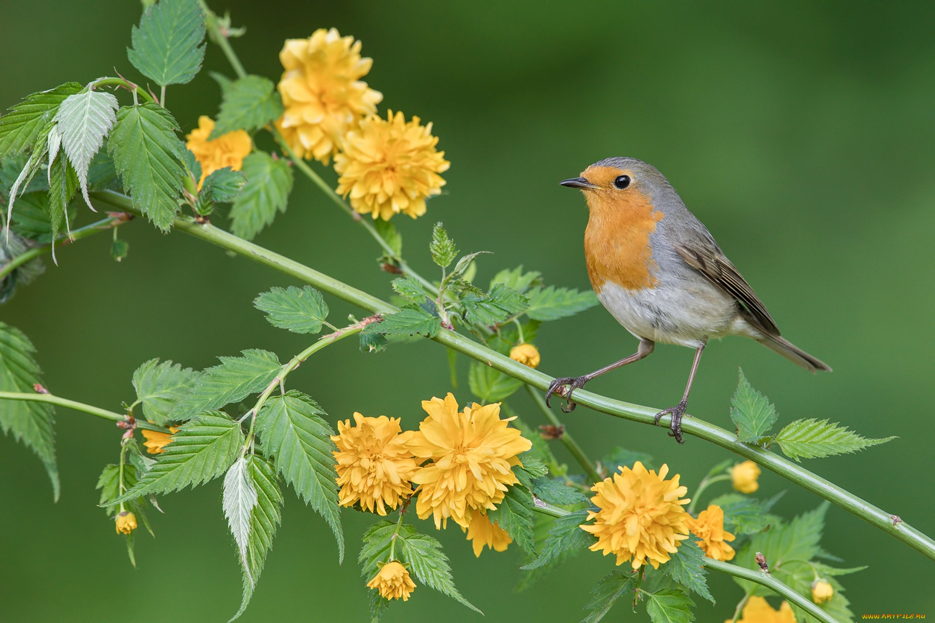 животные, птицы, ветка, цветки, фон, птица, зарянка, керрия, японская