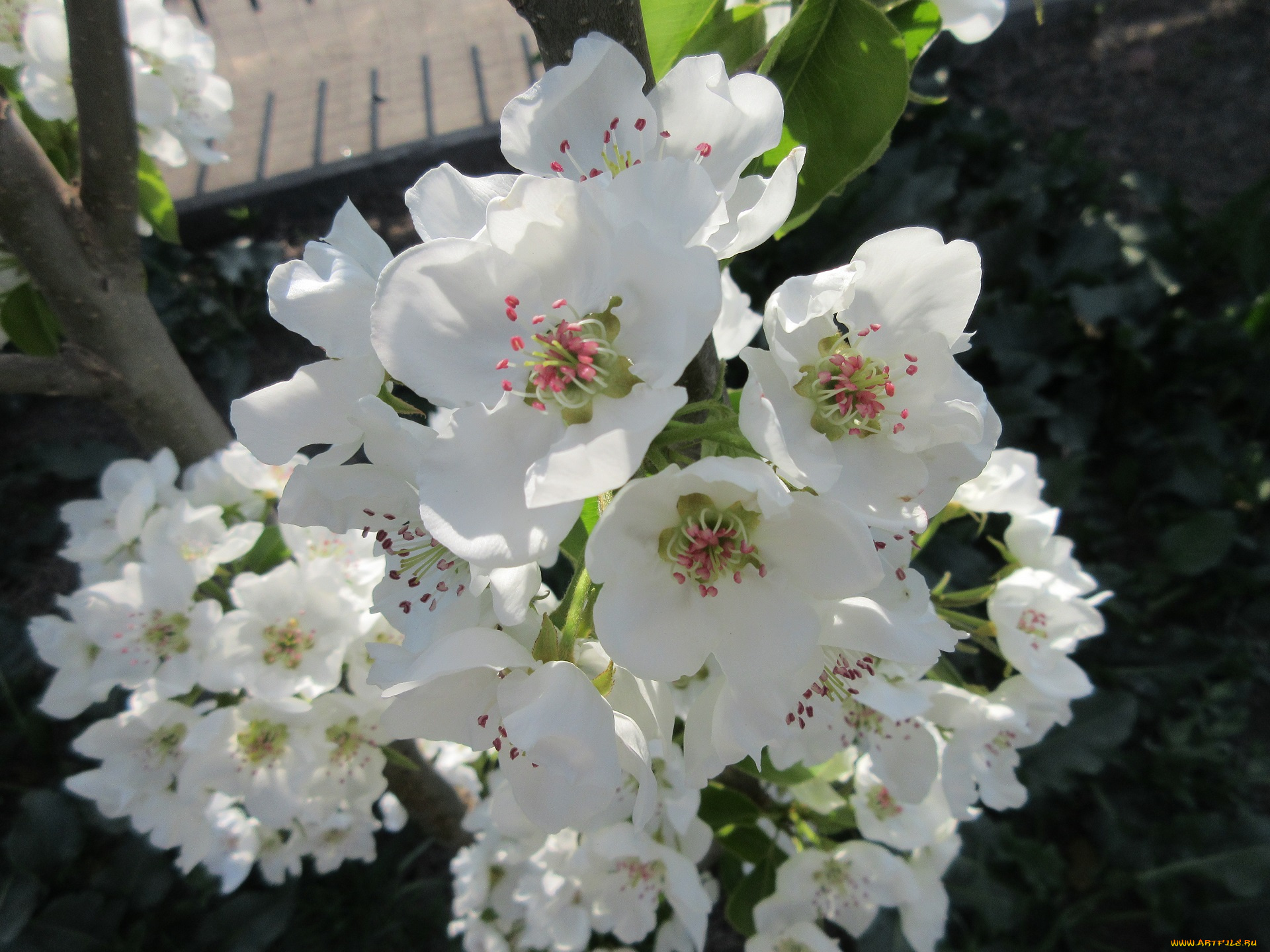 цветы, цветущие, деревья, , , кустарники, апрель, весна, 2018