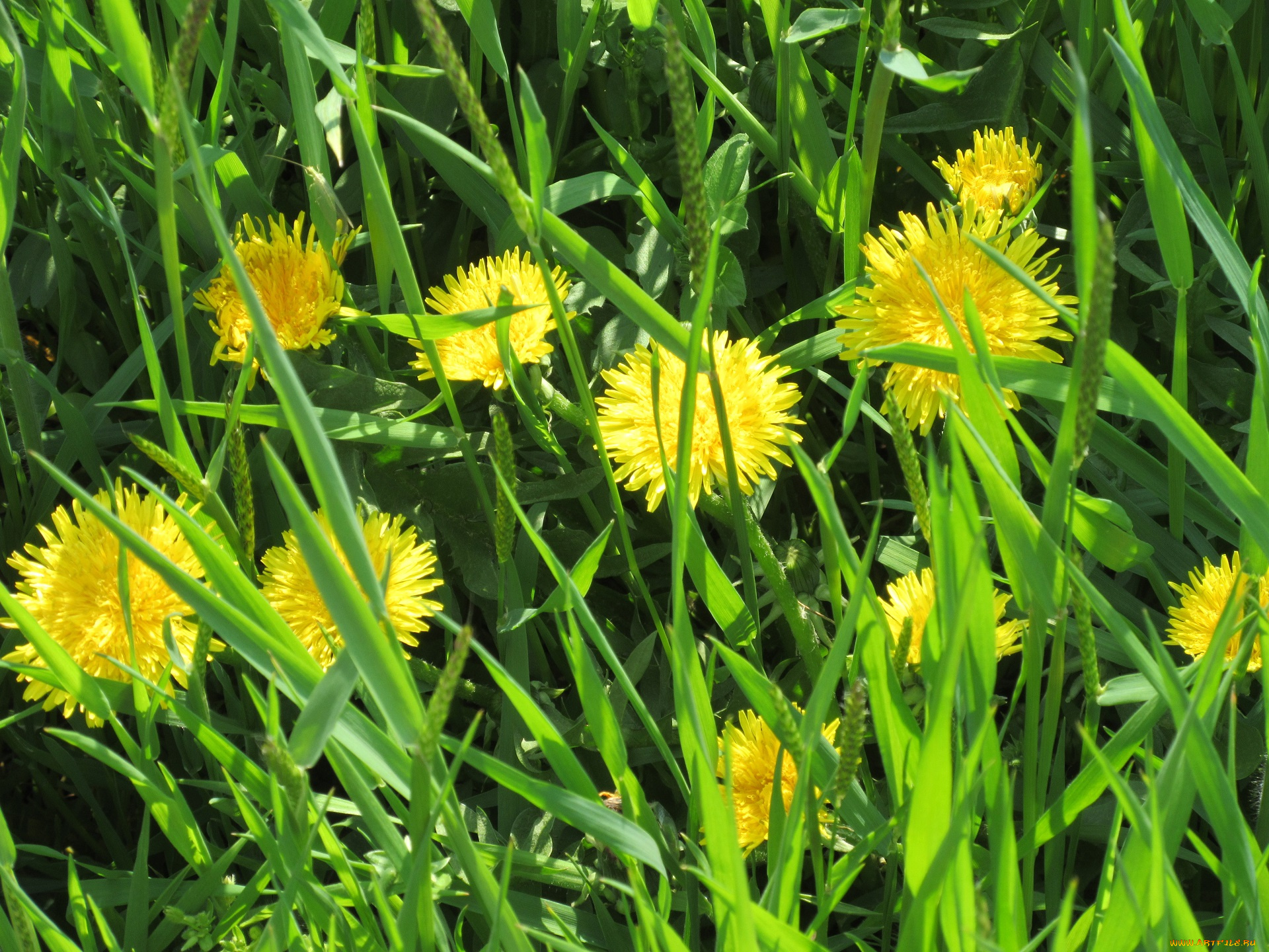 цветы, одуванчики, апрель, весна, 2018