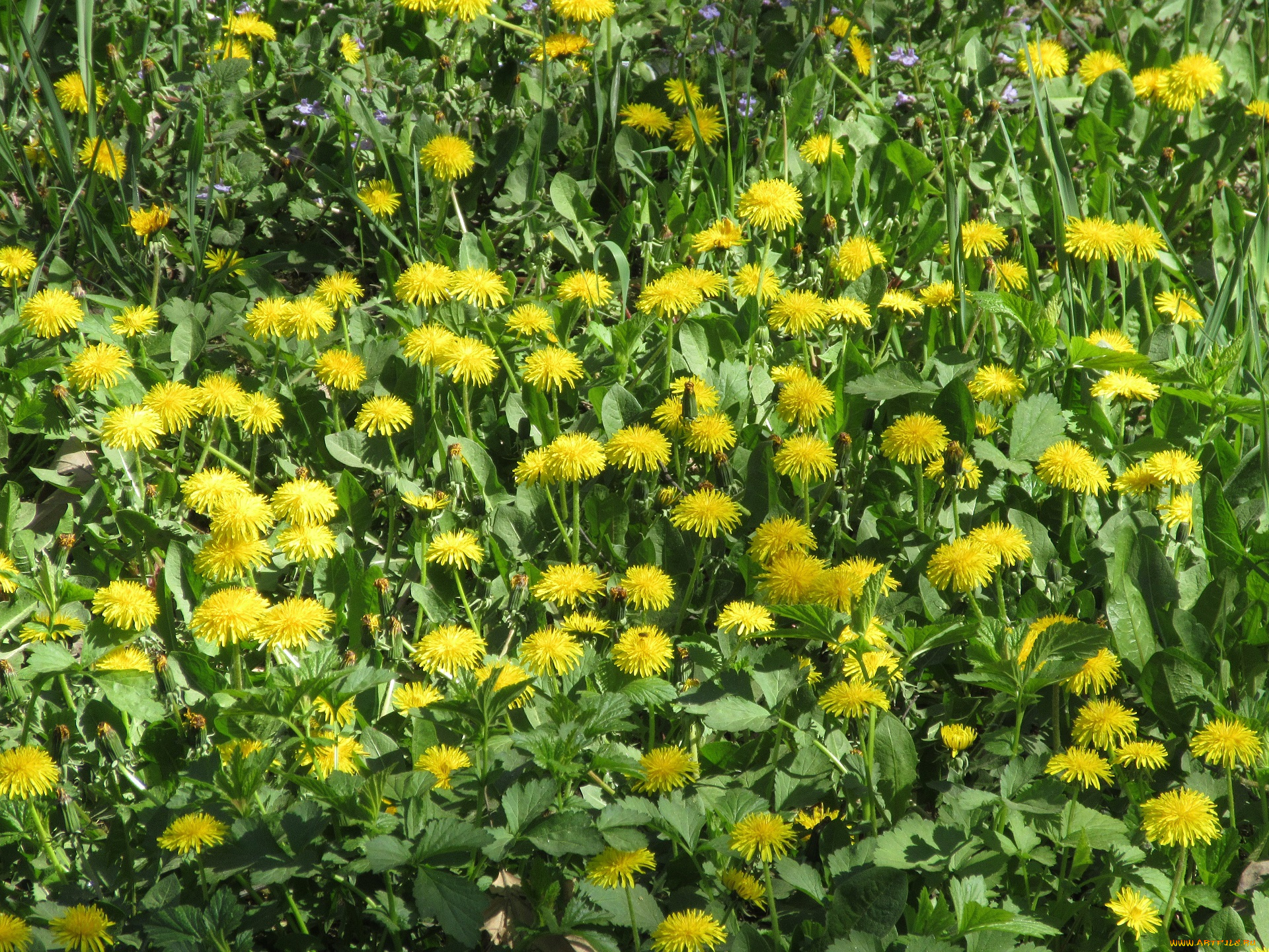 цветы, одуванчики, апрель, весна, 2018