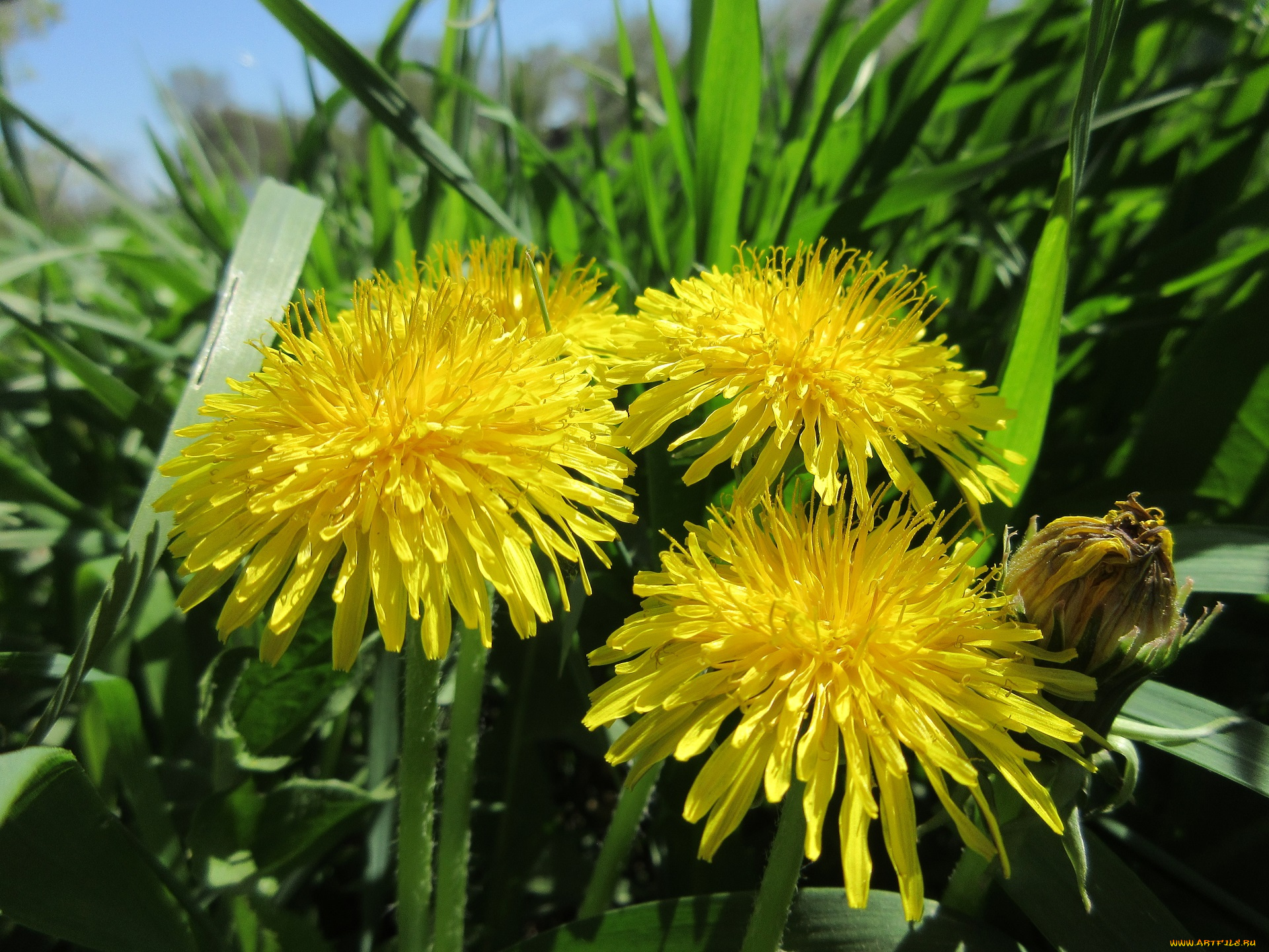 цветы, одуванчики, апрель, весна, 2018