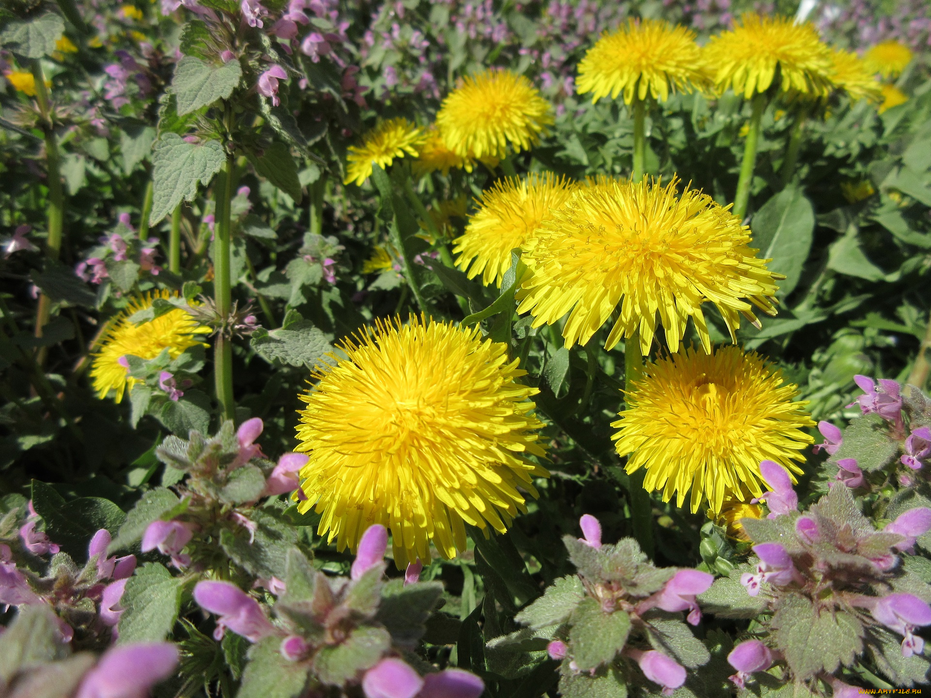 цветы, одуванчики, апрель, весна, 2018