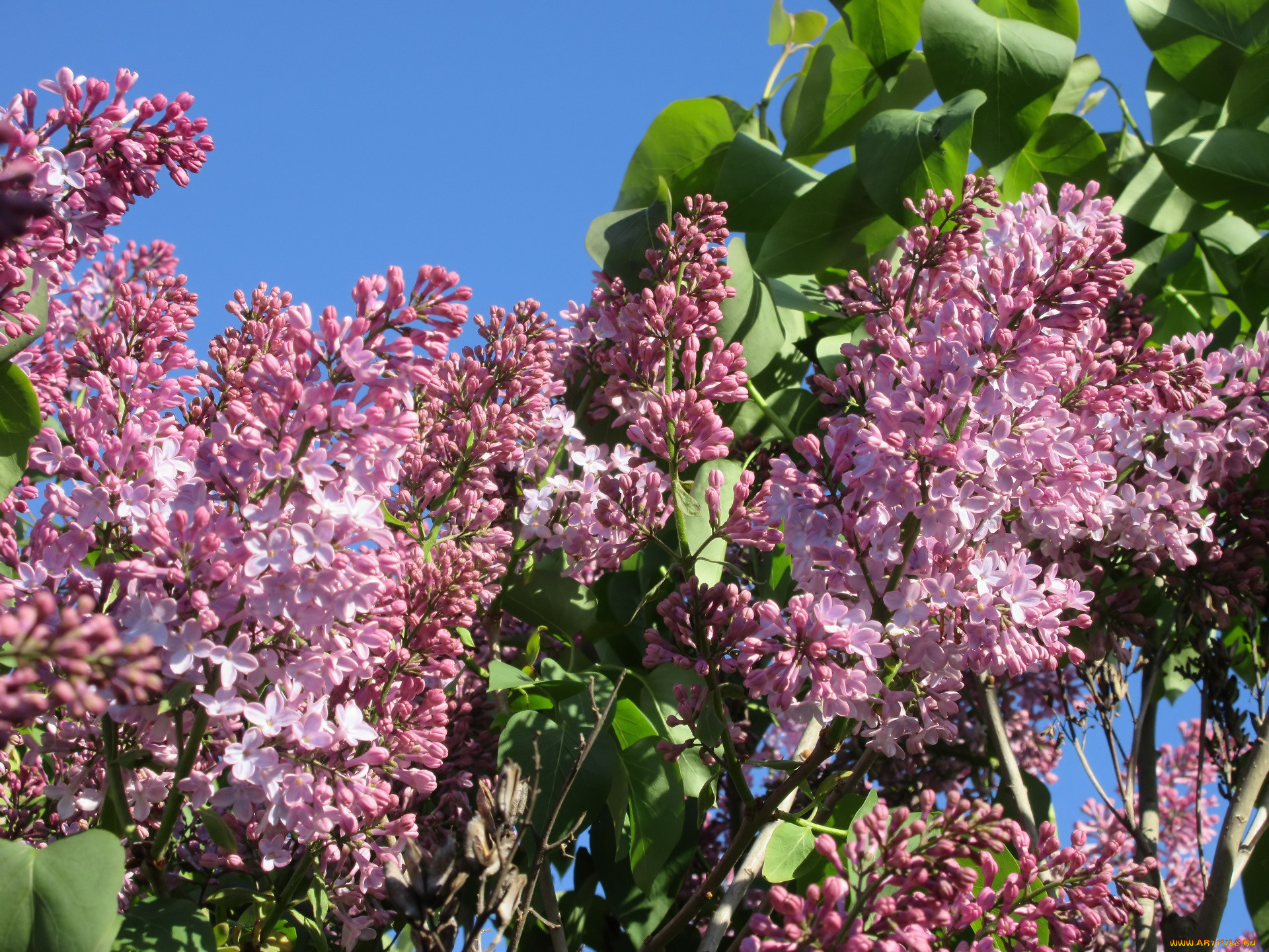 цветы, сирень, весна, 2018