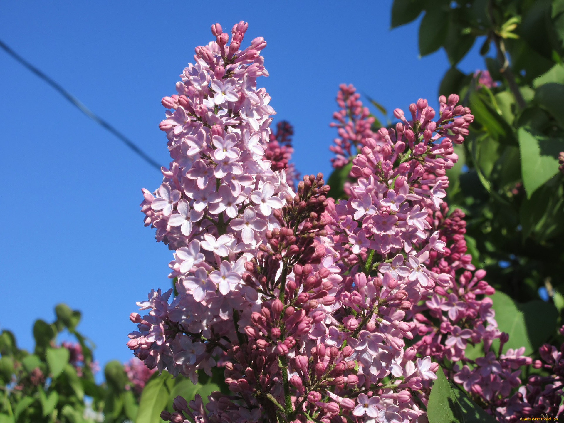 цветы, сирень, весна, 2018