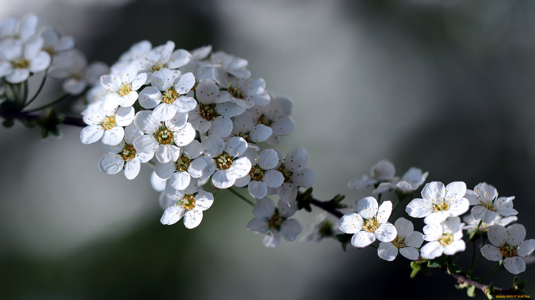 цветы, таволга, , спирея, , лабазник, ветка
