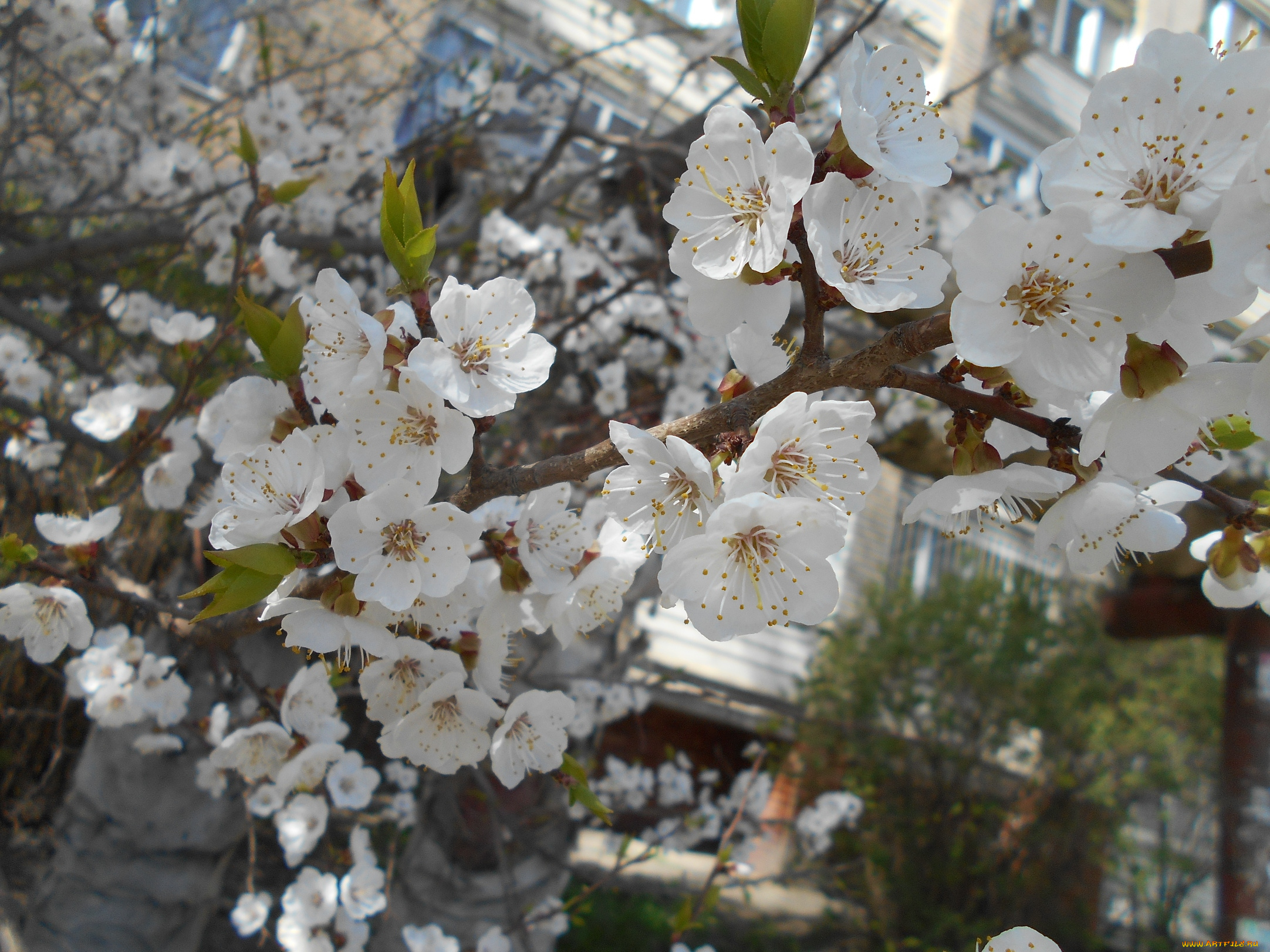 цветы, цветущие, деревья, , , кустарники