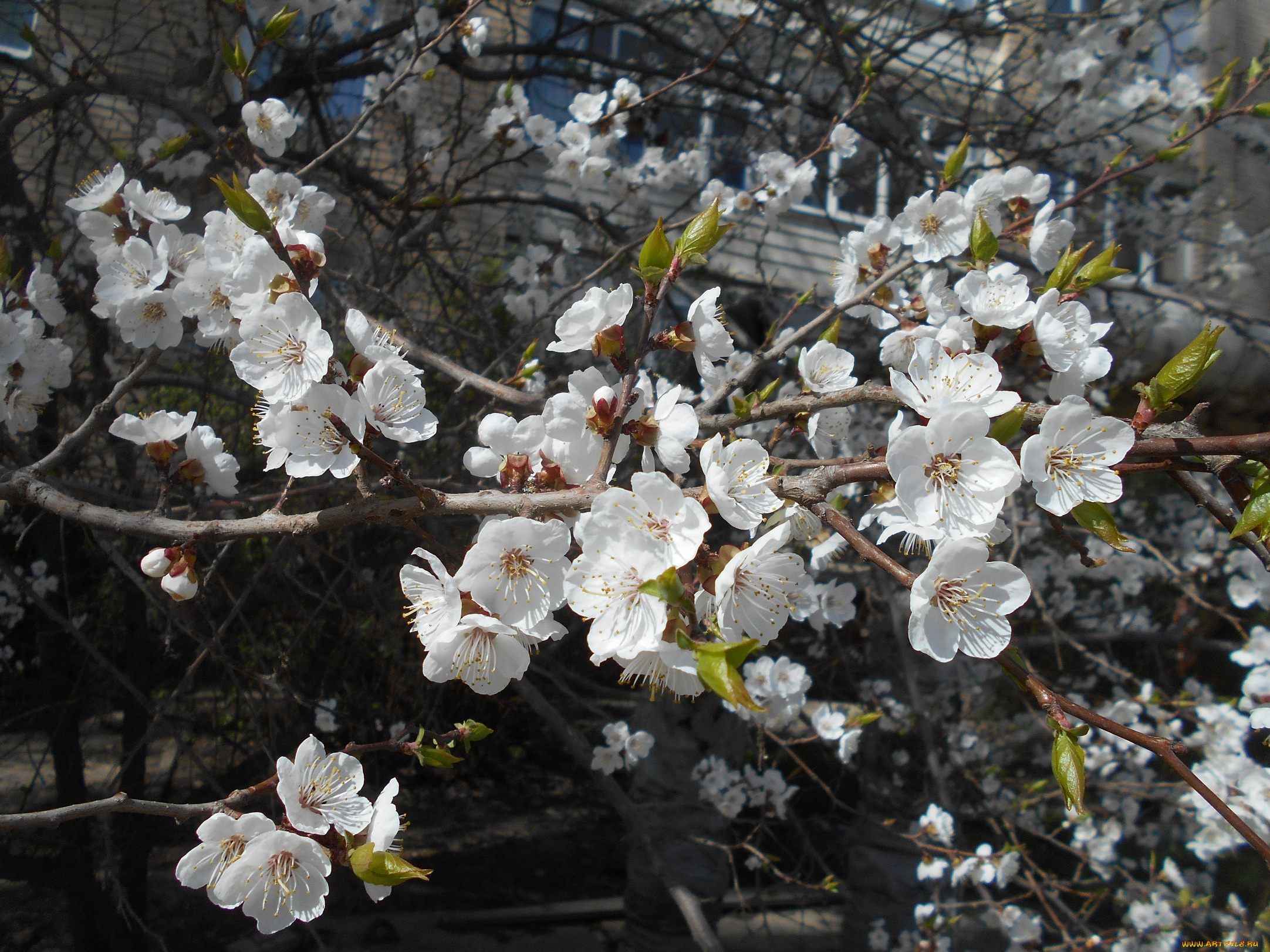 цветы, цветущие, деревья, , , кустарники