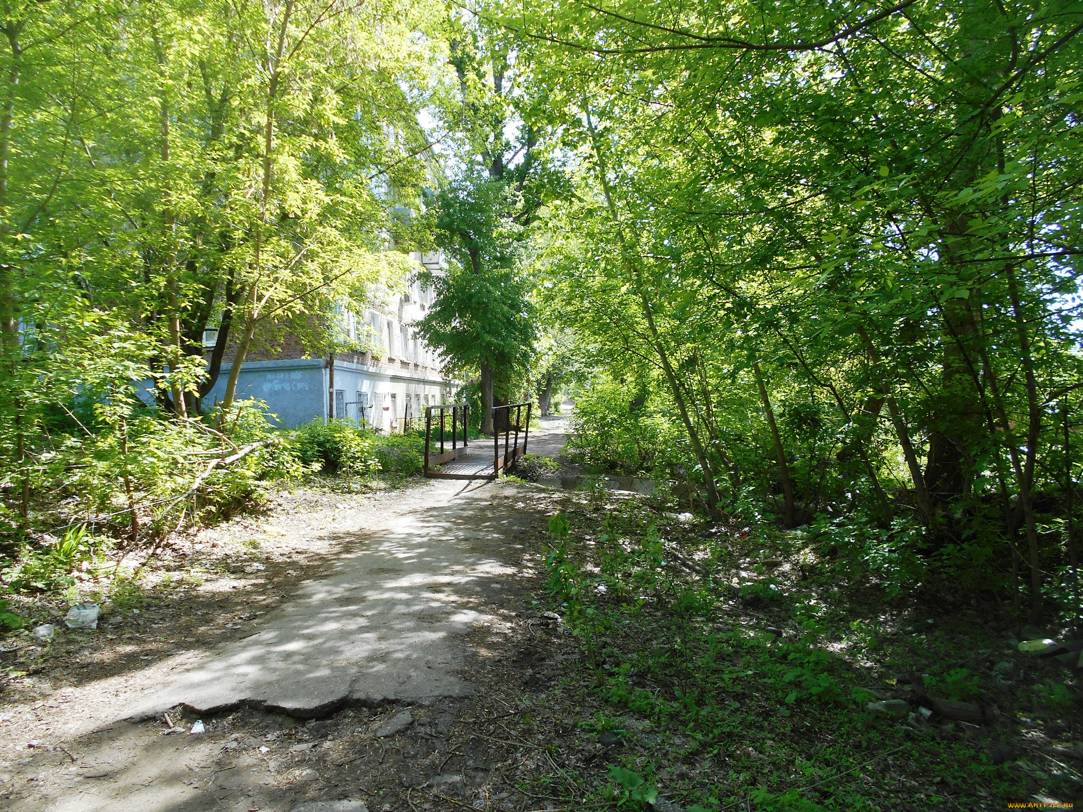 природа, лес, деревья