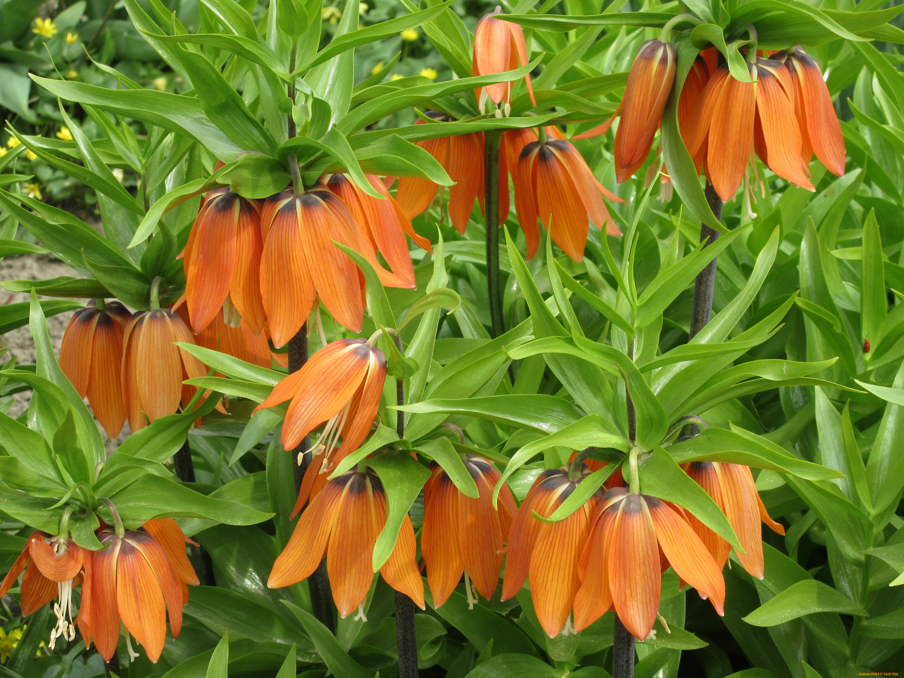 цветы, лилии, , лилейники, апрель, весна, 2018