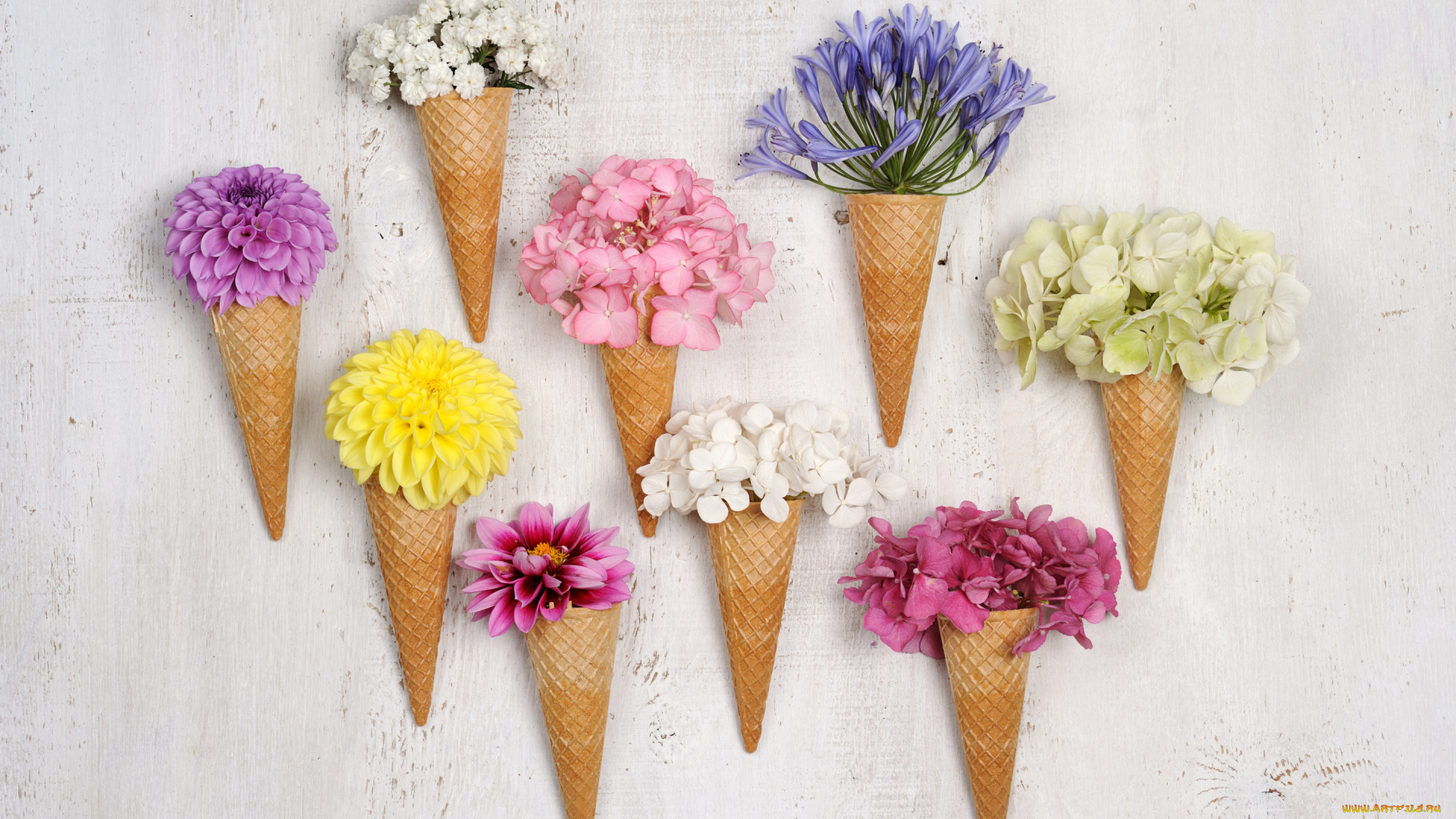 цветы, разные, вместе