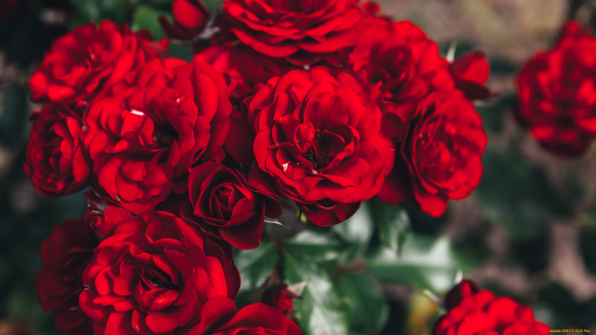 цветы, розы