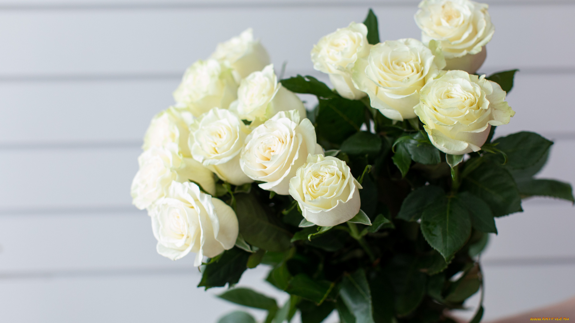 цветы, розы, букет