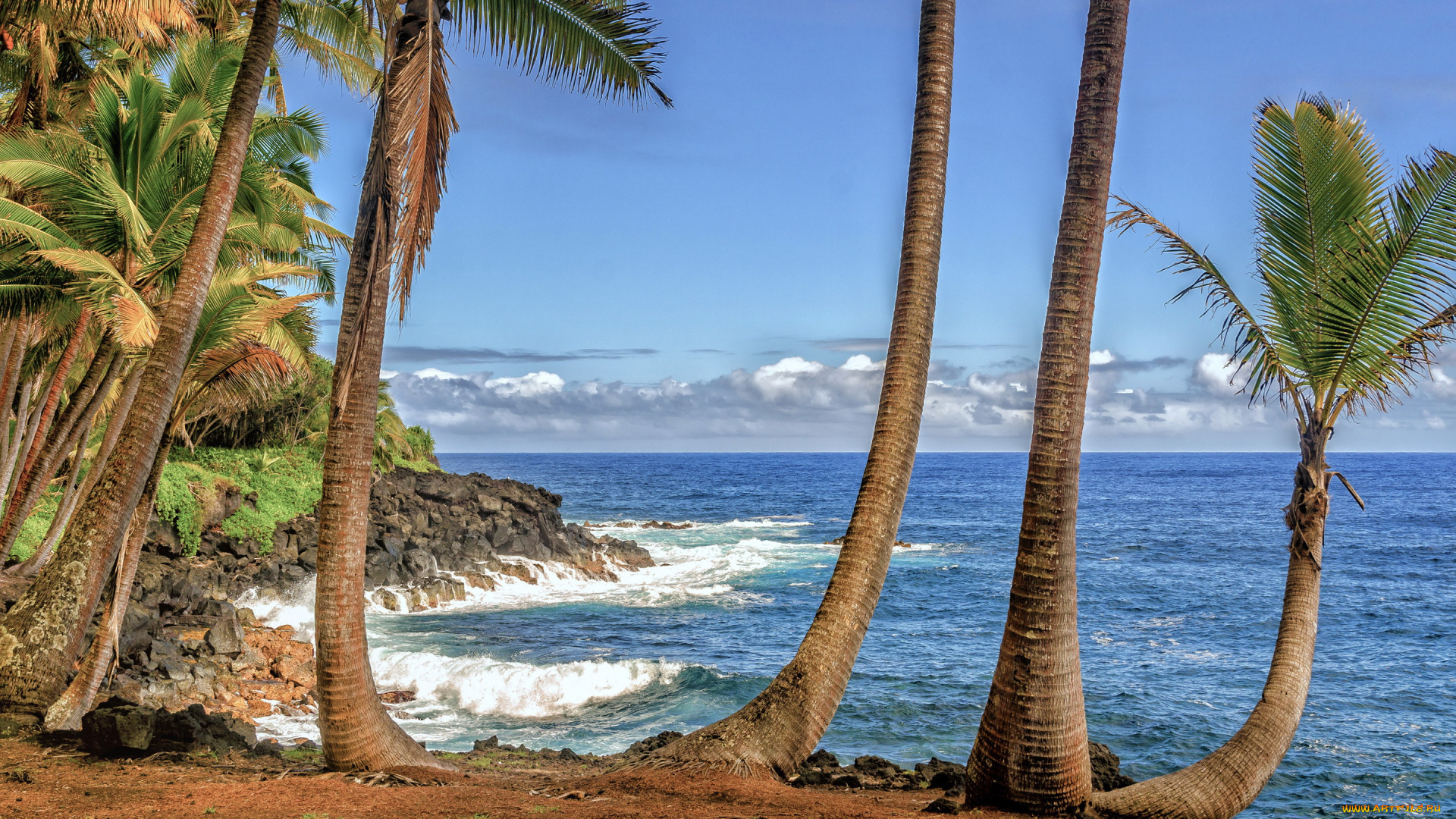 природа, тропики, гавайи, пальмы, море, берег