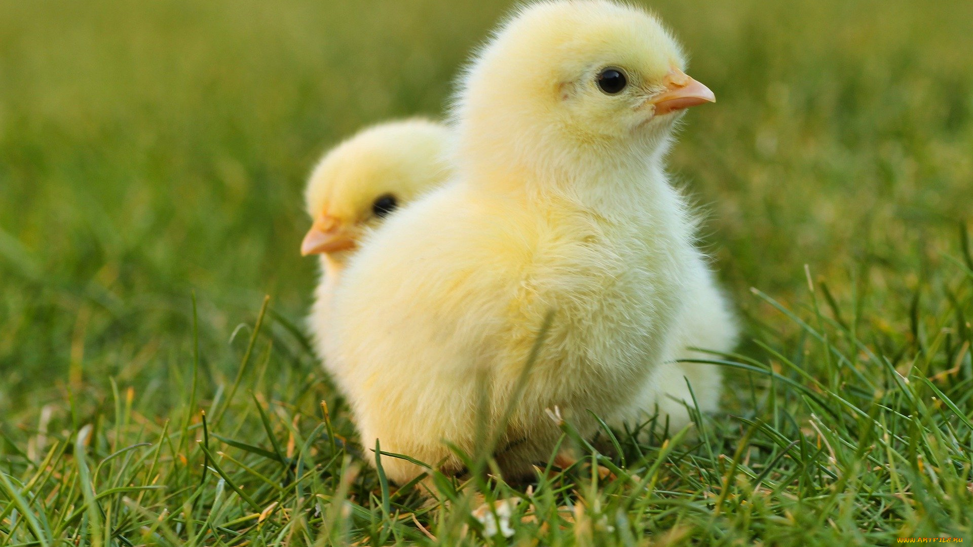 животные, куры, , петухи, циплята