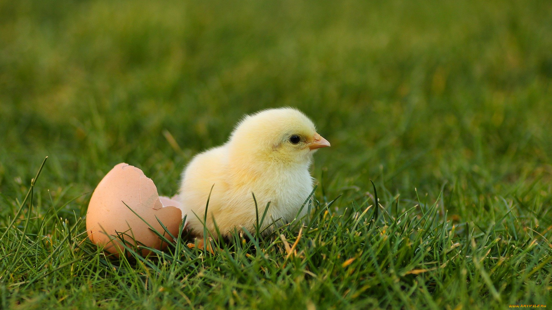 животные, куры, , петухи, циплята