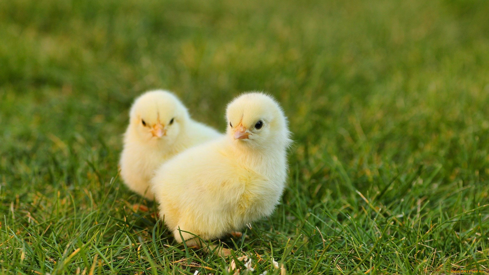 животные, куры, , петухи, циплята, трава