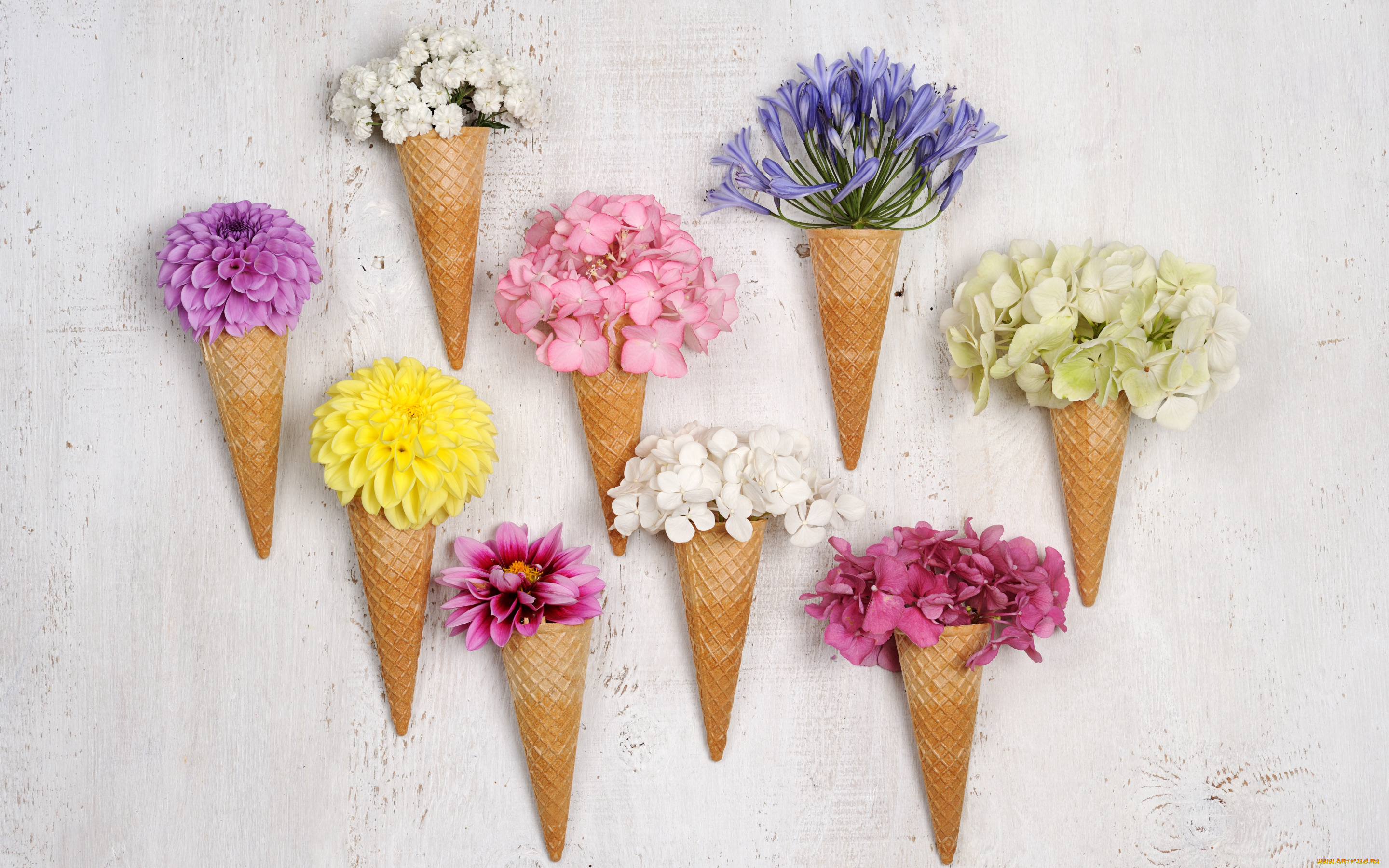 цветы, разные, вместе