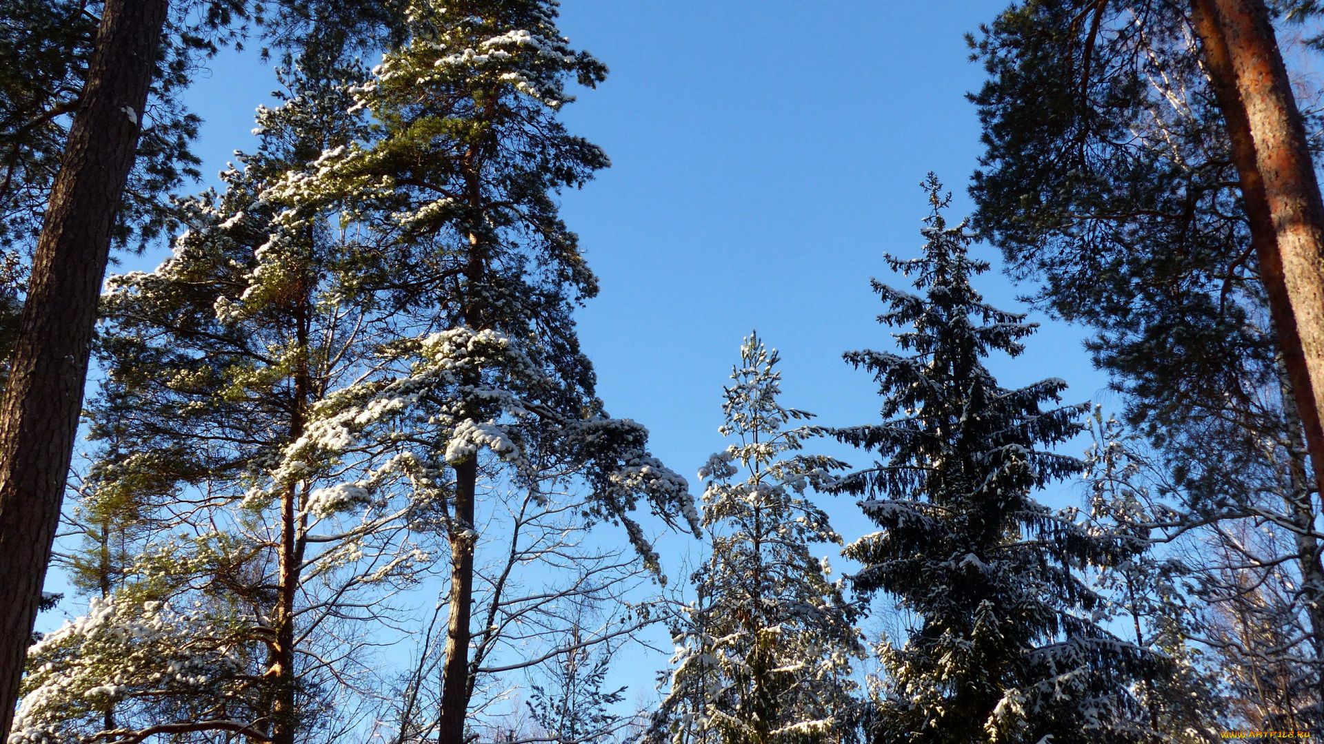 природа, деревья, сосны